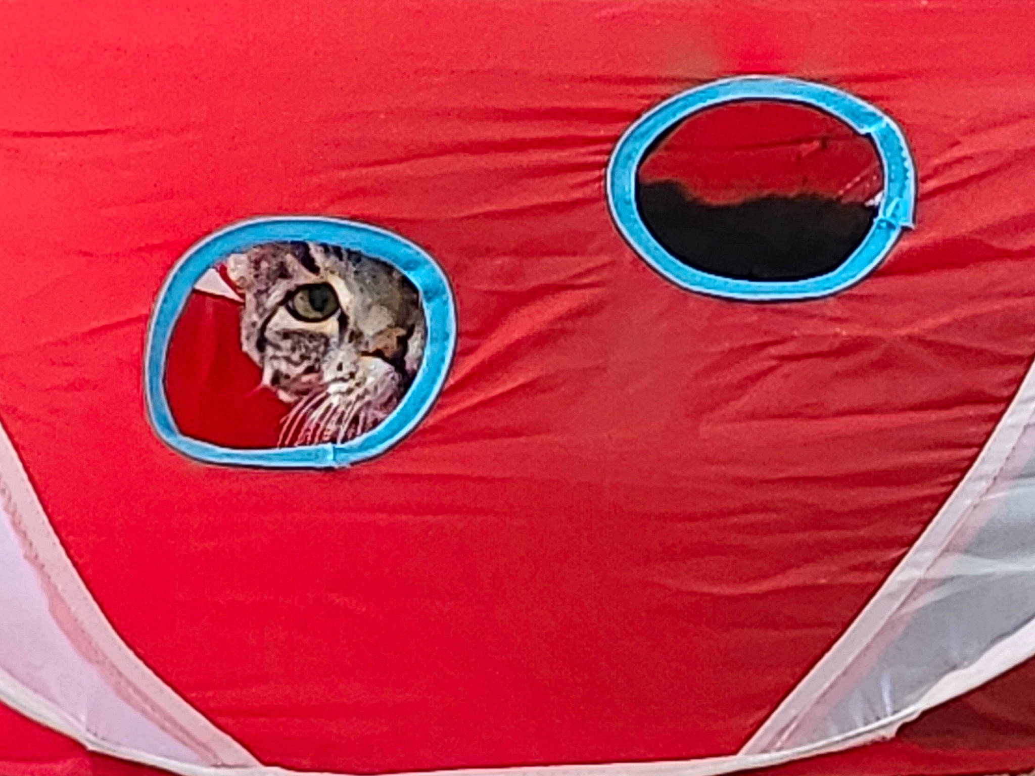 Diva is registered to the contest to win money with this photo: automotive_design, automotive_exterior, automotive_lighting, carmine, circle, electric_blue, emblem, family_car, flag, font, graphics, hood, logo, luxury_vehicle, motor_vehicle, sleeve, symbol, tints_and_shades, vehicle, vehicle_door