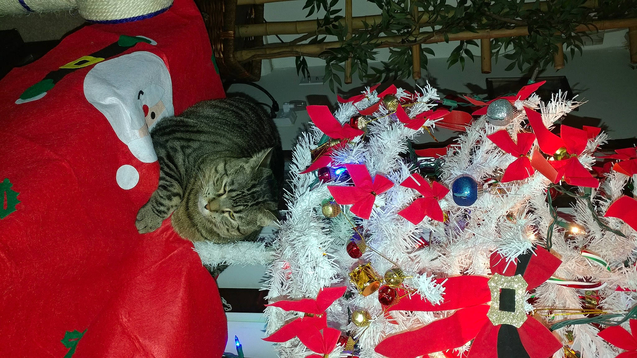 Diva is registered to the contest to win money with this photo: carmine, cat, christmas_decoration, christmas_ornament, christmas_tree, creative_arts, decoration, event, felidae, fur, holiday, holiday_ornament, linens, ornament, pattern, plant, red, small_to_medium_sized_cats, textile, tree