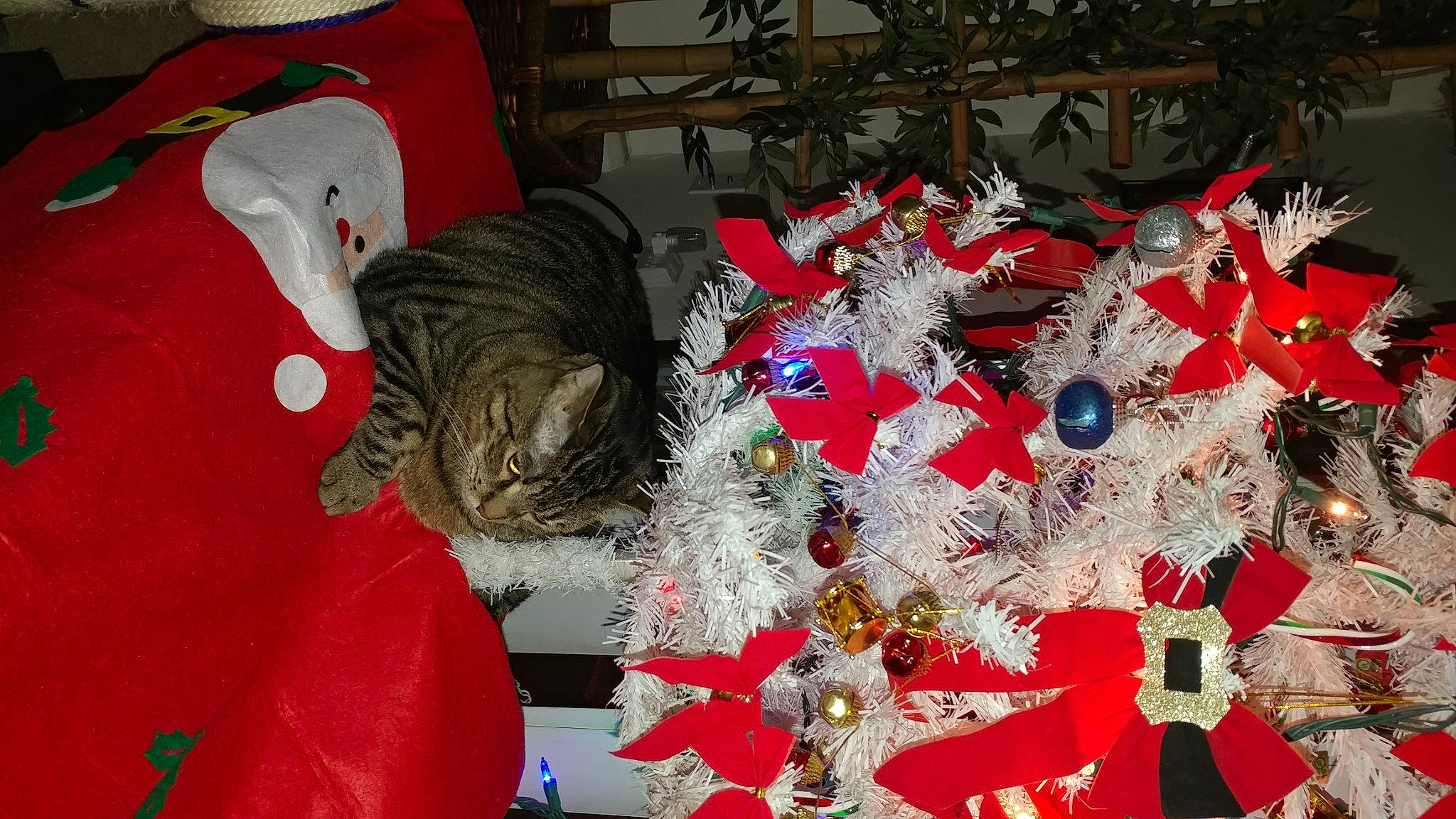 Diva is registered to the contest to win money with this photo: carmine, cat, christmas, christmas_decoration, christmas_eve, christmas_ornament, christmas_tree, event, felidae, fur, holiday, holiday_ornament, linens, ornament, red, small_to_medium_sized_cats, stuffed_toy, tradition, tree, whiskers