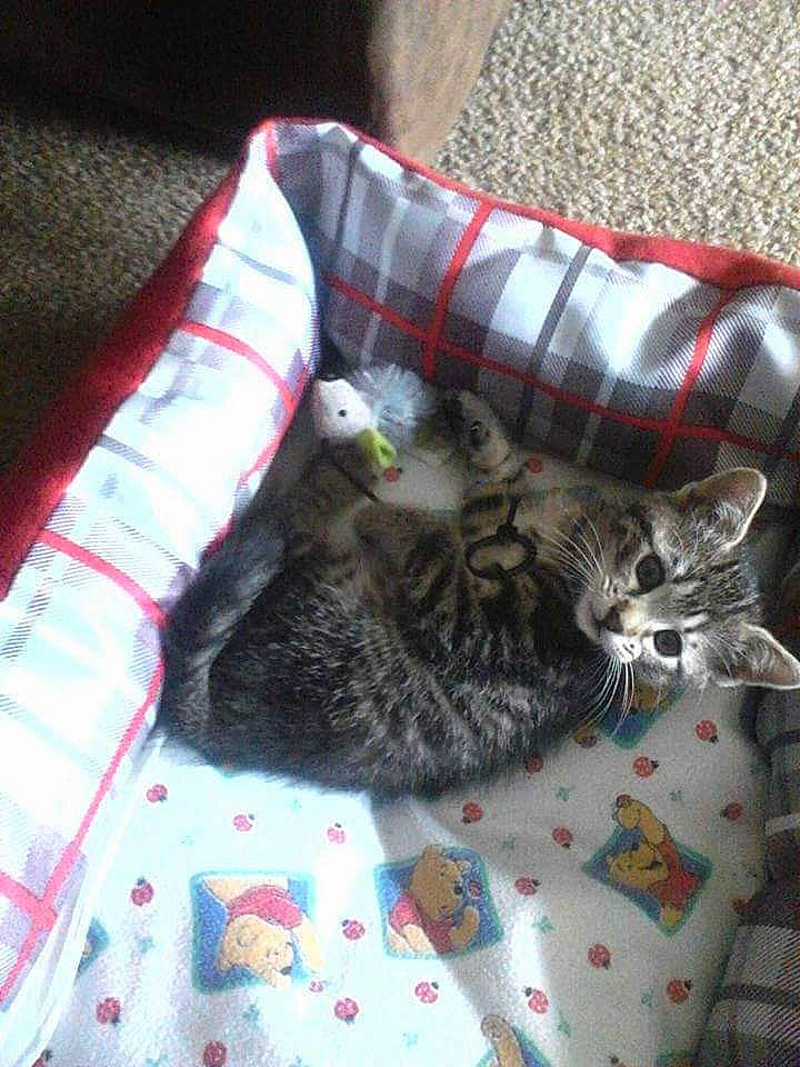 Diva is registered to the contest to win money with this photo: bag, carnivore, cat, cat_bed, cat_supply, claw, comfort, domestic_short_haired_cat, felidae, fur, grey, linens, pattern, pet_supply, plaid, small_to_medium_sized_cats, snout, tail, textile, whiskers