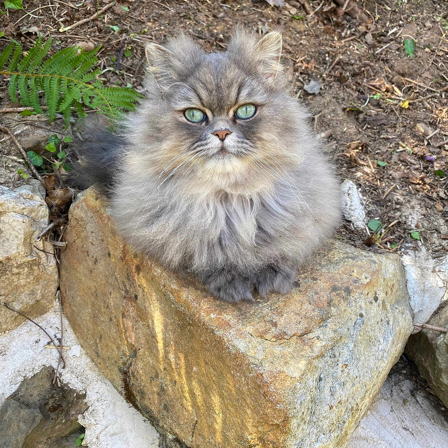 Sinus participe au concours pour gagner de l'argent avec cette photo : animal, calm, cat, closeup, feline, fern, fluffy, fur, green_eyes, majestic, nature, outdoor, pet, plant, portrait, rock, sitting, soil, whiskers, wildlife