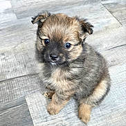 Nugget is registered to the contest to win money with this photo: puppy, dog, puppy_face, fur, fluffy, eyes, nose, paws, ears, sitting, wood_floor, indoor, cute, small, pet, domestic_animal, looking_up, portrait, whiskers, adorable