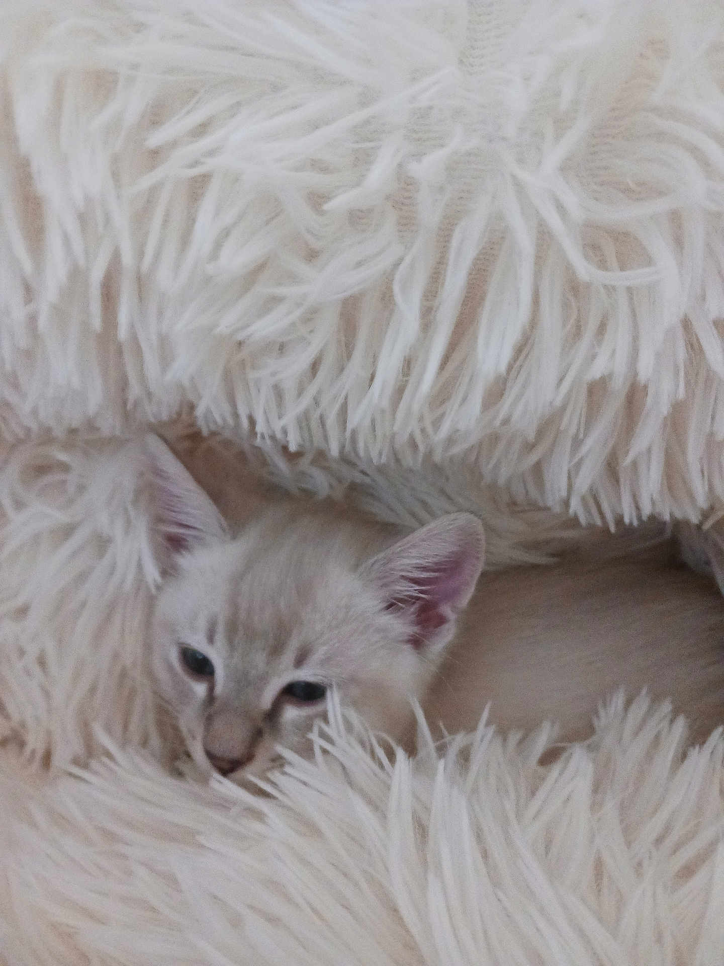 Mahli joined the competition — help win amazing prizes! animal, blanket, cat, comfort, cozy, cute, ears, face, fur, furry, indoor, kitten, nestled, pet, resting, sleepy, small, snuggle, soft, white