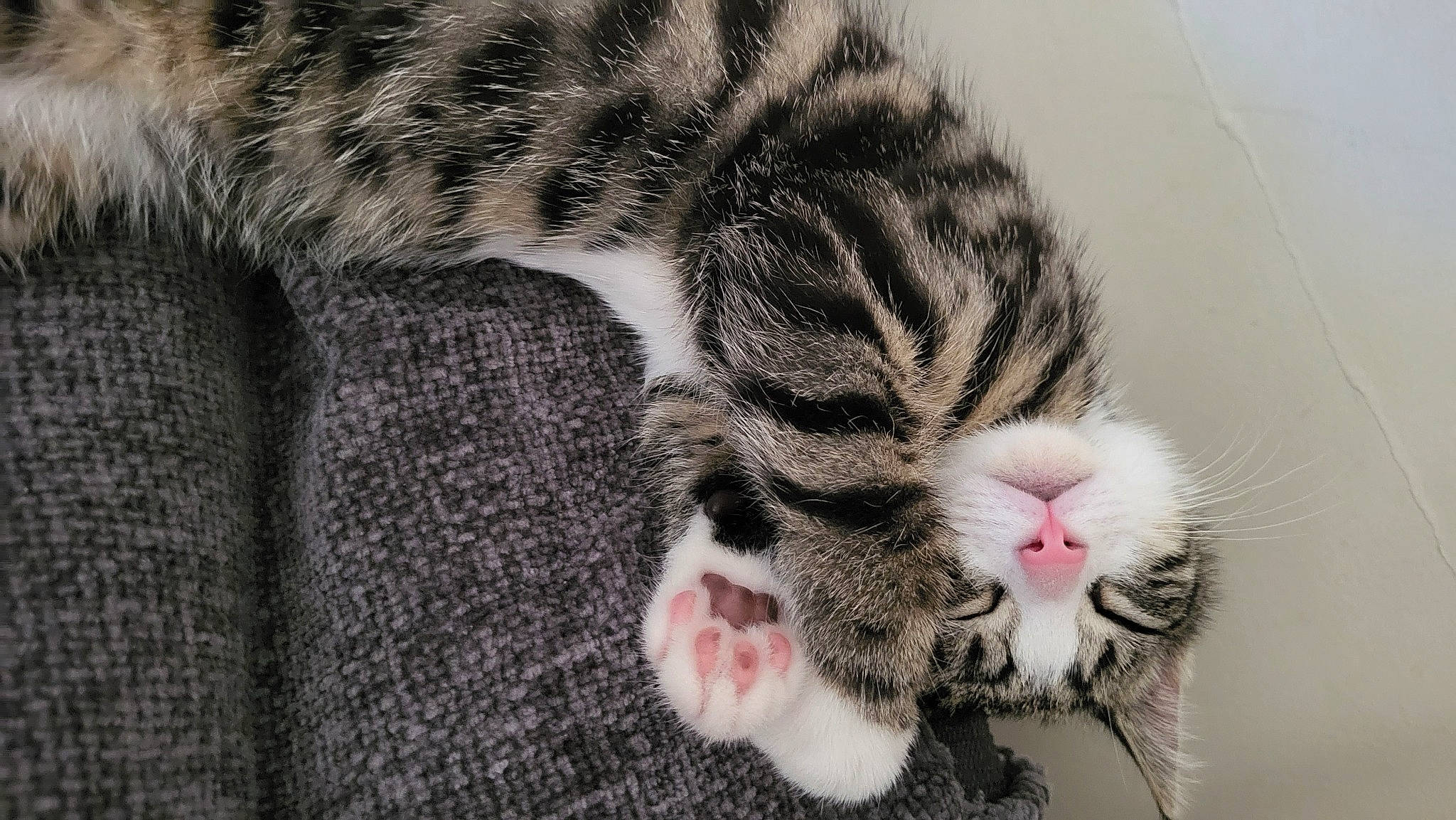 Princess is registered to the contest to win money with this photo: carnivore, cat, close_up, comfort, domestic_short_haired_cat, felidae, fur, grey, nap, paw, sleep, small_to_medium_sized_cats, snout, terrestrial_animal, vertebrate, whiskers