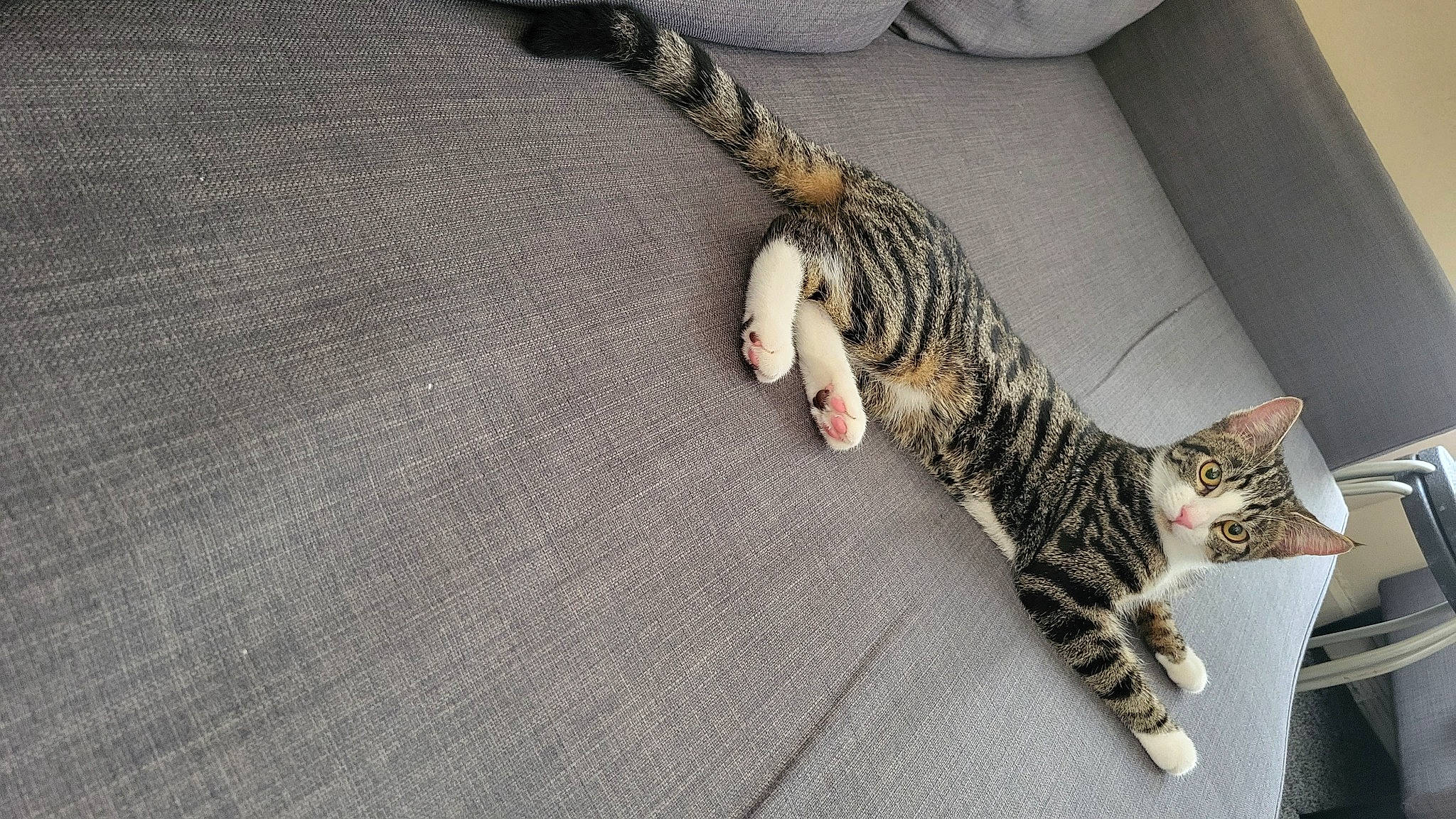 Princess is registered to the contest to win money with this photo: carnivore, cat, claw, comfort, couch, domestic_short_haired_cat, felidae, fur, grey, pattern, paw, plant, small_to_medium_sized_cats, tail, thread, tree, whiskers, wood