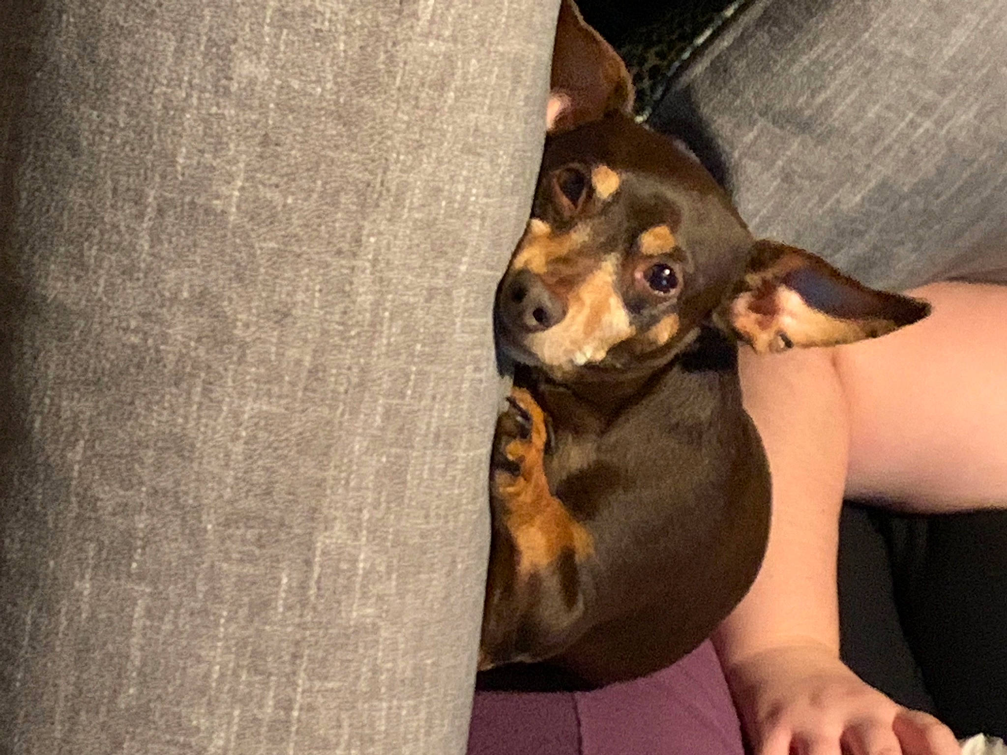 Mookie is registered to the contest to win money with this photo: carnivore, chihuahua, comfort, companion_dog, dog, dog_breed, elbow, fawn, foot, human_leg, knee, paw, pinscher, prazsky_krysarik, russkiy_toy, thigh, toy_dog, whiskers, working_animal, wrist