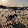 dog, beach, shoreline, ocean, seaside, sunset, sunlight, sand, rocks, pebbles, tide_pool, seaweed, coast, outdoor, animal, pet, tongue_out, fluffy, walking, landscape