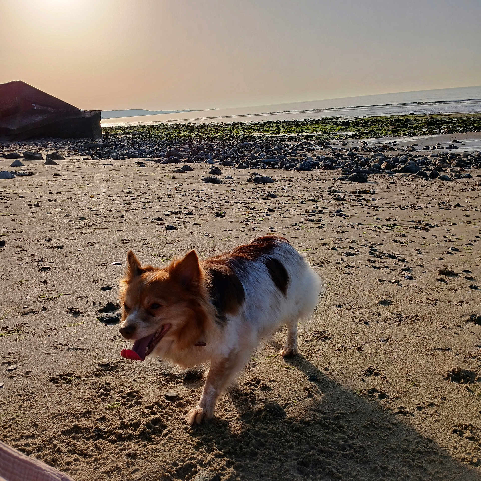 Paillette a rejoint le concours — aidez-le/la à gagner de superbes lots ! dog, beach, shoreline, ocean, seaside, sunset, sunlight, sand, rocks, pebbles, tide_pool, seaweed, coast, outdoor, animal, pet, tongue_out, fluffy, walking, landscape