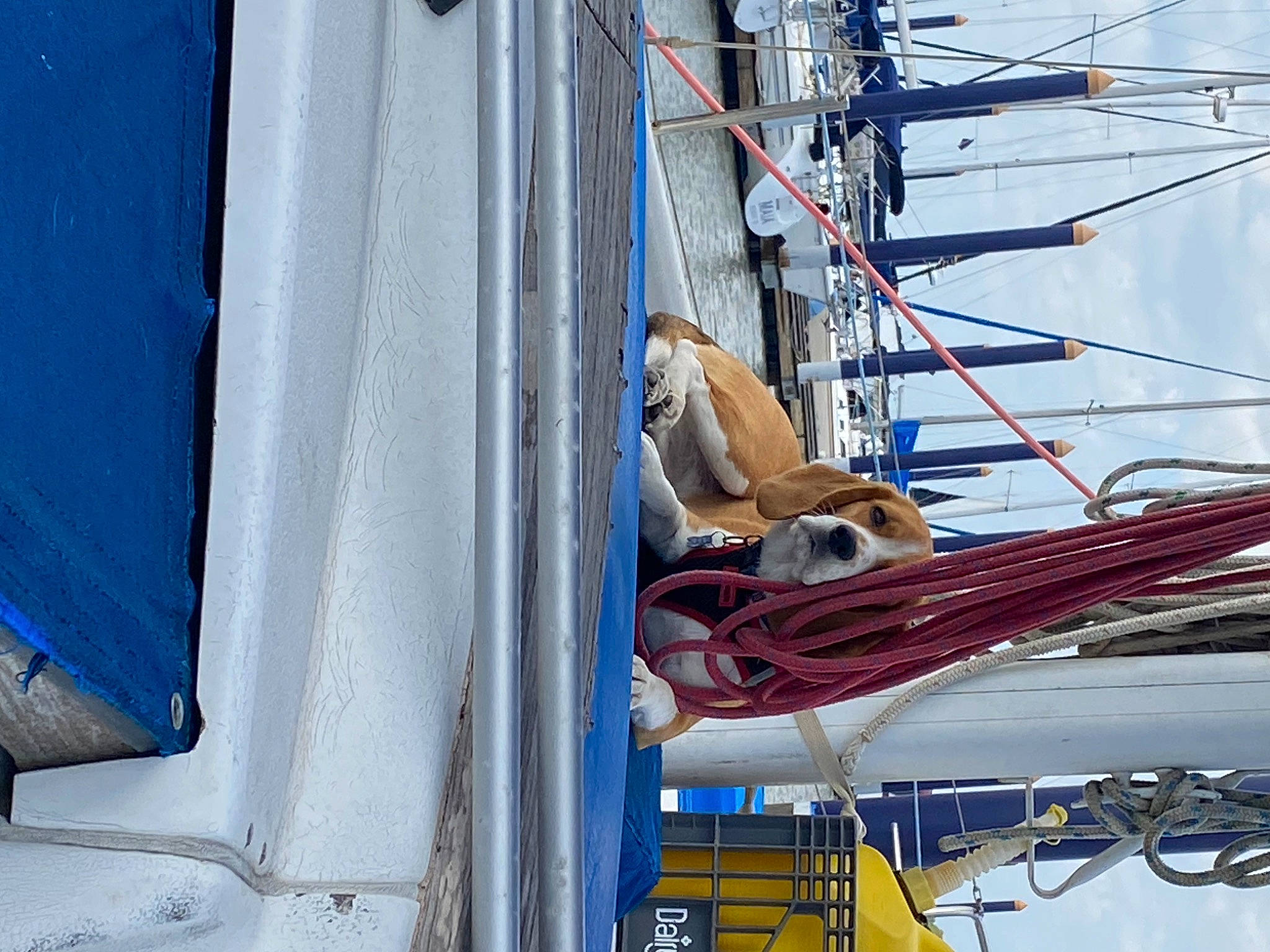 Bindi joined the competition — help win amazing prizes! blue, boat, boats_and_boating_equipment_and_supplies, electric_blue, mast, naval_architecture, recreation, rope, sail, sailboat, sailing, ship, skiff, sky, tall_ship, vehicle, water_transportation, watercraft, wind