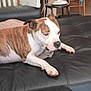 dog, brindle, white, couch, leather, fan, chair, table, tablecloth, indoor, pet, relaxed, lounging, furniture, living_room, household, domestic, calm, resting, canine