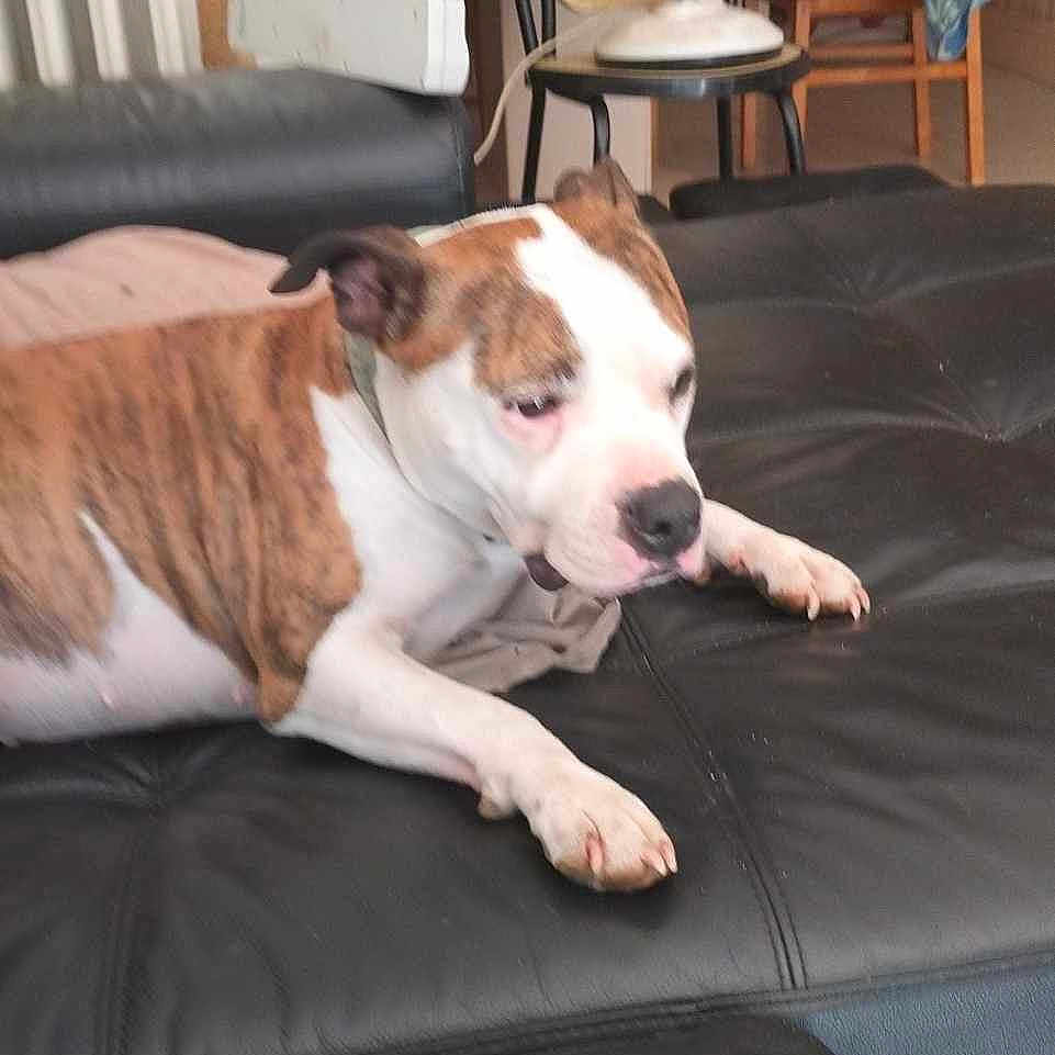 Pep S participe au concours pour gagner de l'argent avec cette photo : brindle, calm, canine, chair, couch, dog, domestic, fan, furniture, household, indoor, leather, living_room, lounging, pet, relaxed, resting, table, tablecloth, white