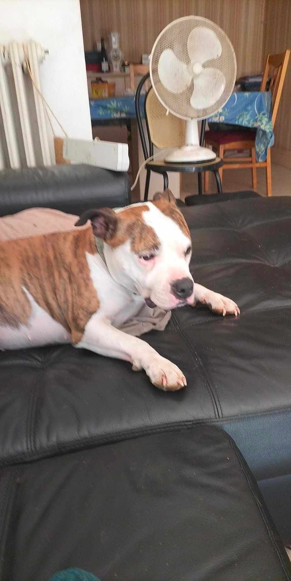Pep S participe au concours pour gagner de l'argent avec cette photo : dog, brindle, white, couch, leather, fan, chair, table, tablecloth, indoor, pet, relaxed, lounging, furniture, living_room, household, domestic, calm, resting, canine