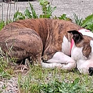 Peps participe au concours pour gagner de l'argent avec cette photo : dog, sleeping, brindle, white_markings, collar, grass, outdoor, nature, resting, pet, canine, fur, quiet, relaxation, ground, animal, side_view, daytime, peaceful, closeup