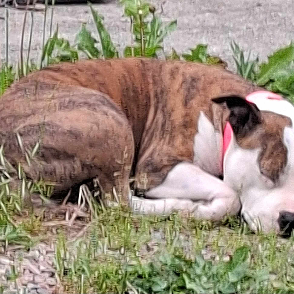 Peps participe au concours pour gagner de l'argent avec cette photo : dog, sleeping, brindle, white_markings, collar, grass, outdoor, nature, resting, pet, canine, fur, quiet, relaxation, ground, animal, side_view, daytime, peaceful, closeup