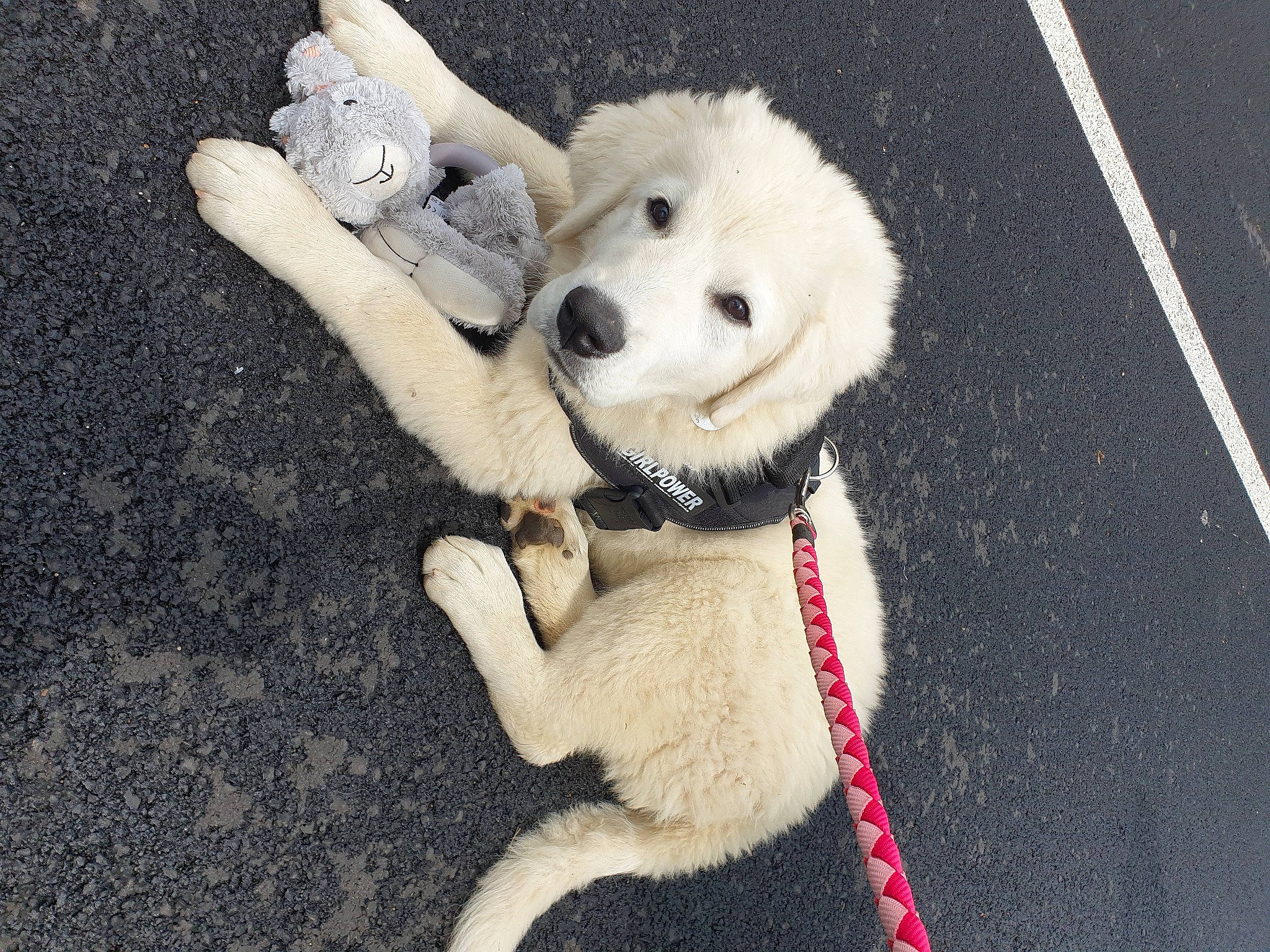 Sybelle a rejoint le concours — aidez-le/la à gagner de superbes lots ! asphalt, canidae, carnivore, collar, companion_dog, dog, dog_breed, dog_collar, fawn, fur, leash, livestock_guardian_dog, pet_supply, road_surface, snout, sporting_group, street_dog, tail, watch, working_animal