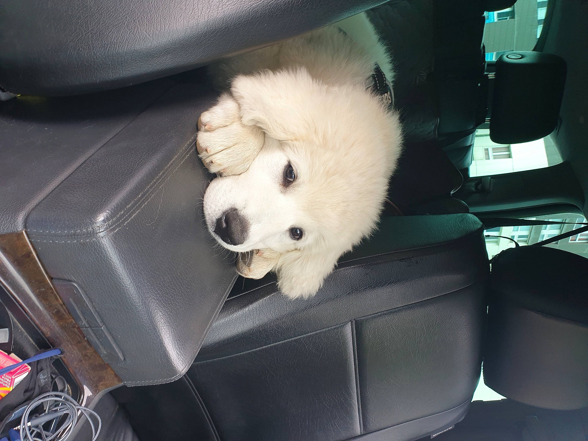 Sybelle a rejoint le concours — aidez-le/la à gagner de superbes lots ! auto_part, automotive_exterior, canidae, car_seat, carnivore, comfort, companion_dog, dog, dog_breed, fur, non_sporting_group, puppy, shipping_box, snout, spitz, sporting_group, volpino_italiano