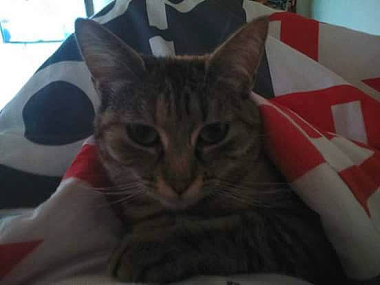 Zumba a rejoint le concours — aidez-le/la à gagner de superbes lots ! aegean_cat, american_shorthair, asian, california_spangled, carnivore, cat, domestic_short_haired_cat, ear, european_shorthair, felidae, fur, kitten, mammal, small_to_medium_sized_cats, snout, tabby_cat, whiskers