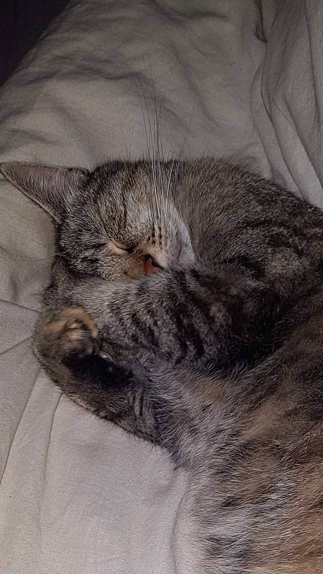 Zumba a rejoint le concours — aidez-le/la à gagner de superbes lots ! asian, carnivore, cat, close_up, domestic_short_haired_cat, dragon_li, ear, european_shorthair, eye, felidae, fur, kitten, nap, nose, pixie_bob, sleep, small_to_medium_sized_cats, snout, tabby_cat, whiskers