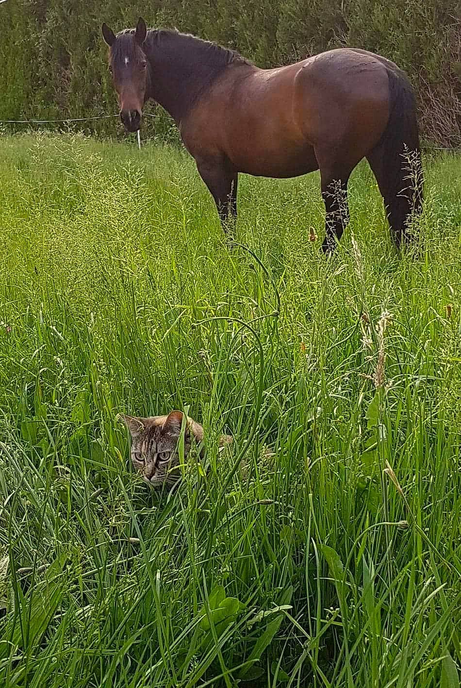 Zumba participe au concours pour gagner de l'argent avec cette photo : colt, field, foal, grass, grass_family, grassland, grazing, horse, liver, livestock, mane, mare, meadow, pasture, plant, pony, prairie, terrestrial_animal, wildflower, wildlife
