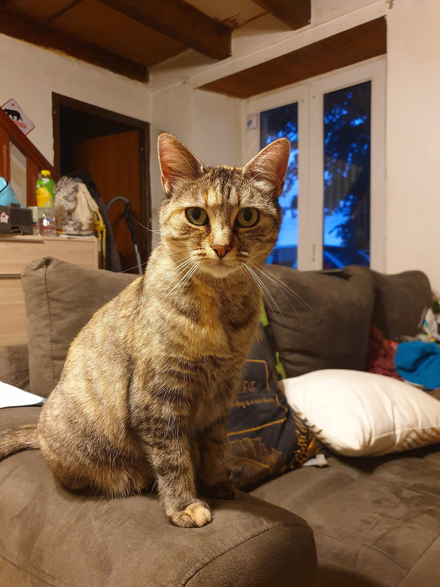 Zumba a rejoint le concours — aidez-le/la à gagner de superbes lots ! american_shorthair, arabian_mau, asian, australian_mist, california_spangled, carnivore, cat, domestic_short_haired_cat, dragon_li, egyptian_mau, european_shorthair, felidae, mammal, ocicat, pixie_bob, savannah, small_to_medium_sized_cats, tabby_cat, vertebrate, whiskers