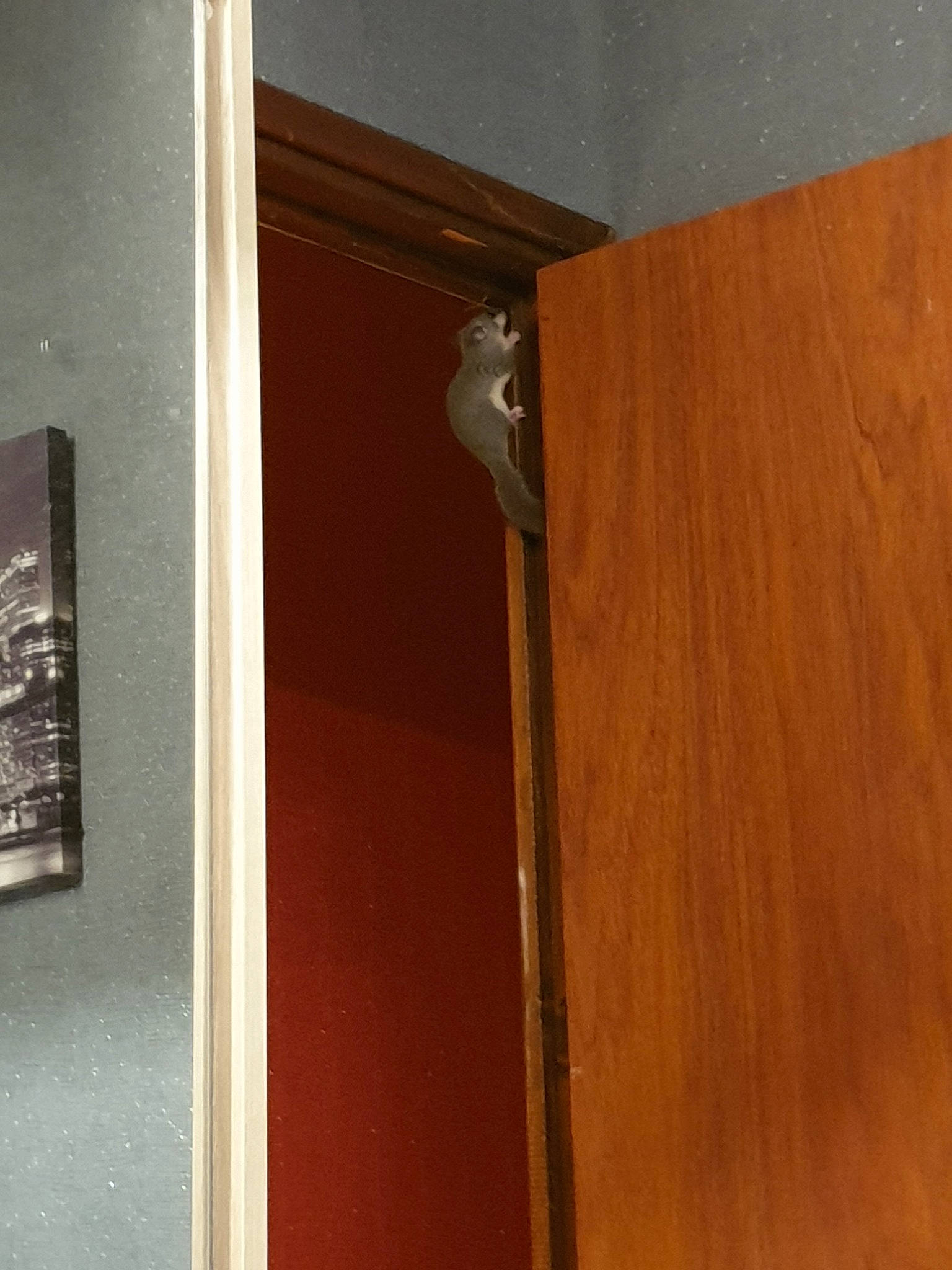 Alvin a rejoint le concours — aidez-le/la à gagner de superbes lots ! cupboard, design, door, furniture, hardwood, plywood, room, varnish, wood, wood_stain