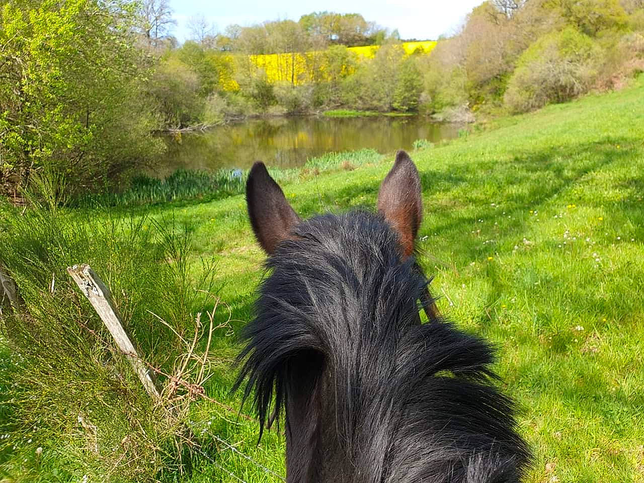 Betty participe au concours pour gagner de l'argent avec cette photo : canidae, dog_breed, grass, horse, mammal, mane, meadow, pasture, plant, scottish_terrier, snout, terrier, trail_riding, vertebrate