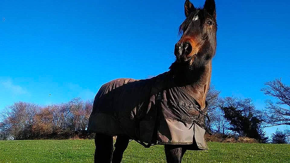 Betty participe au concours pour gagner de l'argent avec cette photo : beauceron, canidae, carnivore, dobermann, dog, dog_breed, fawn, giant_dog_breed, guard_dog, horse, mammal, mare, mustang_horse, pinscher, stallion, vertebrate