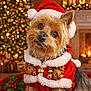 christmas, christmas_tree, costume, cozy, cute, decorations, dog, festive, fireplace, holiday, holly, indoor, lights, pet, red_clothing, santa_hat, seasonal, tongue_out, warm, yorkshire_terrier