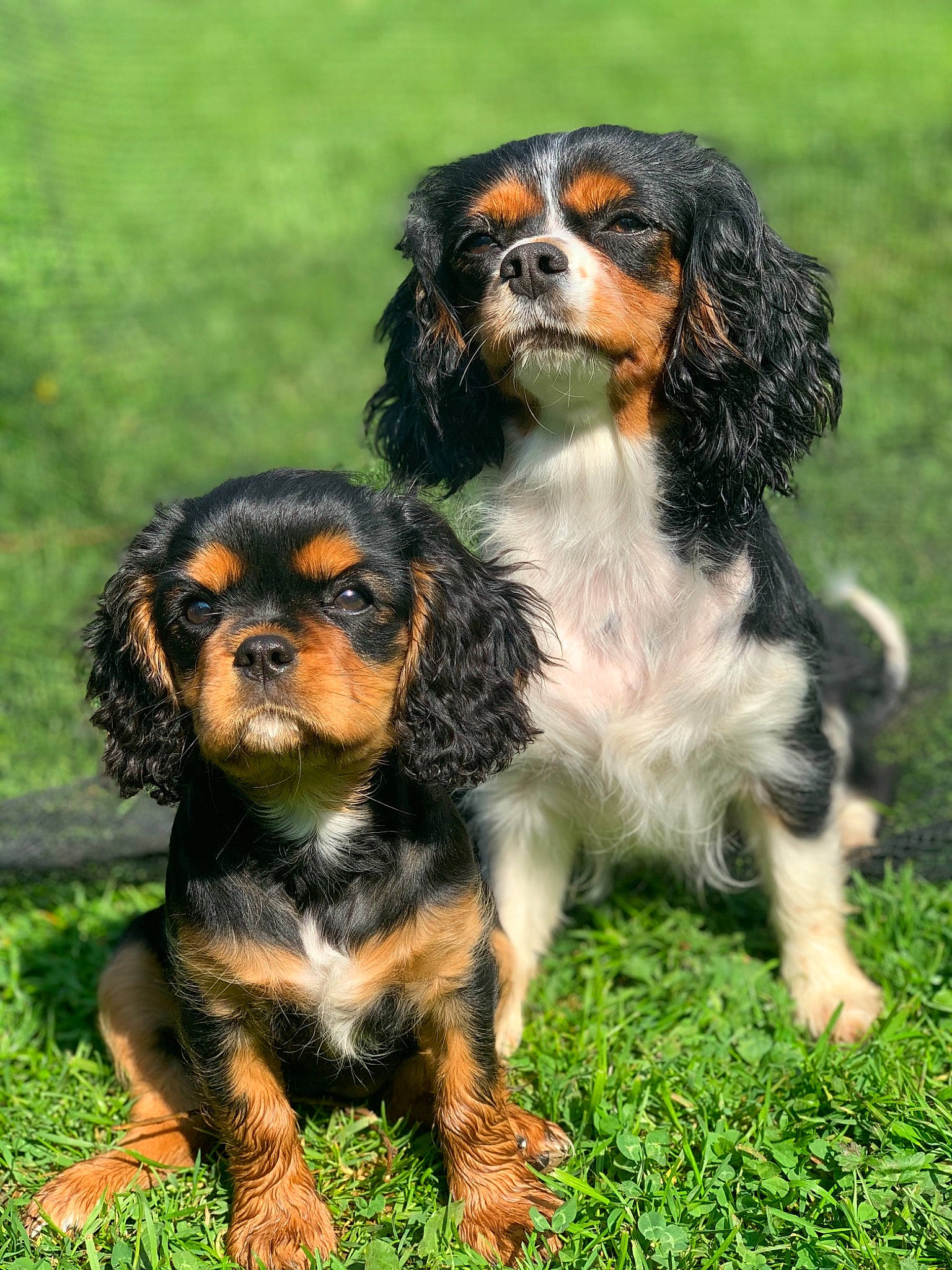 Rubis participe au concours pour gagner de l'argent avec cette photo : canidae, carnivore, cavalier, cavalier_king_charles_spaniel, cocker_spaniel, companion_dog, dog, dog_breed, king_charles_spaniel, mammal, puppy, rare_breed_dog, spaniel, sporting_group, toy_dog, vertebrate