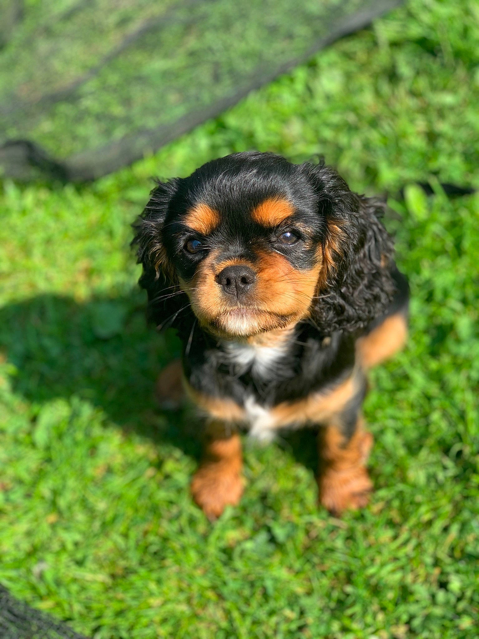 Rubis participe au concours pour gagner de l'argent avec cette photo : canidae, carnivore, cavalier_king_charles_spaniel, cocker_spaniel, companion_dog, dog, dog_breed, grass, king_charles_spaniel, mammal, puppy, rainforest, rare_breed_dog, snout, spaniel, sporting_group, toy_dog