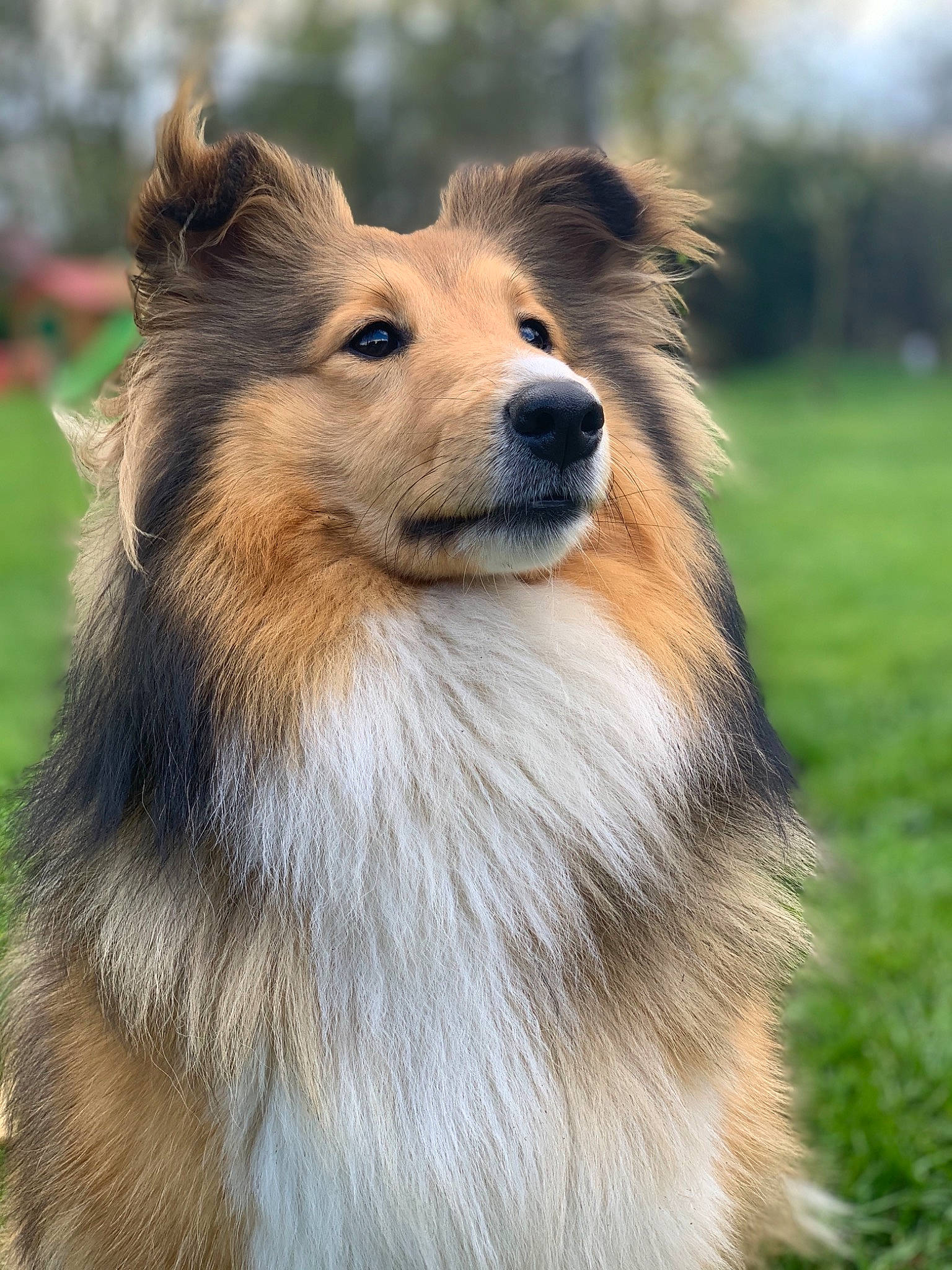 Obelle participe au concours pour gagner de l'argent avec cette photo : ancient_dog_breeds, australian_collie, basque_shepherd_dog, canidae, carnivore, collie, companion_dog, dog, dog_breed, herding_dog, mammal, rare_breed_dog, rough_collie, scotch_collie, shetland_sheepdog, smooth_collie, snout, vertebrate