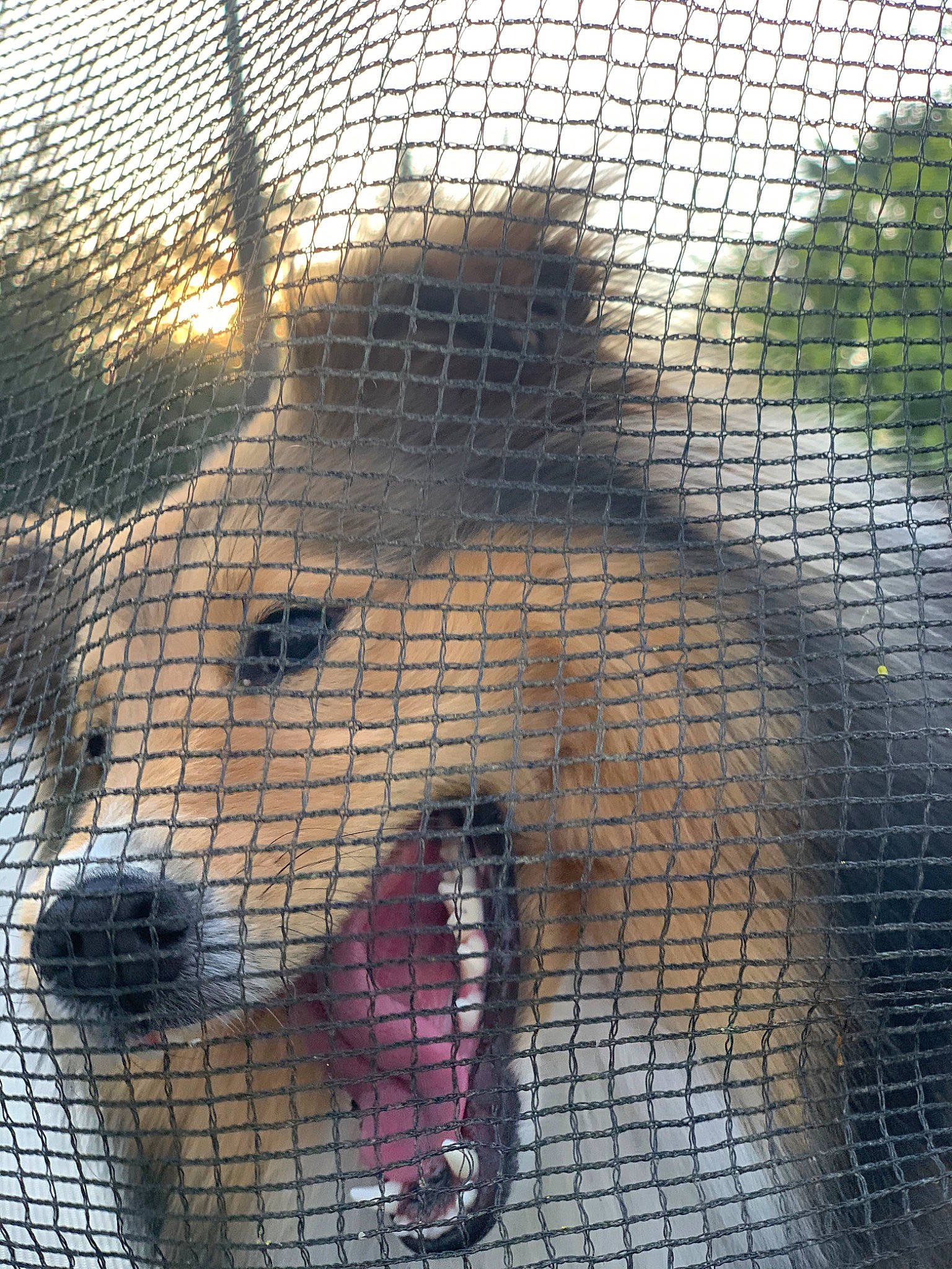 Obelle a rejoint le concours — aidez-le/la à gagner de superbes lots ! animal_shelter, cage, canidae, carnivore, chain_link_fencing, dog, dog_breed, fawn, kennel, mesh, nose, snout, wire_fencing, wolfdog