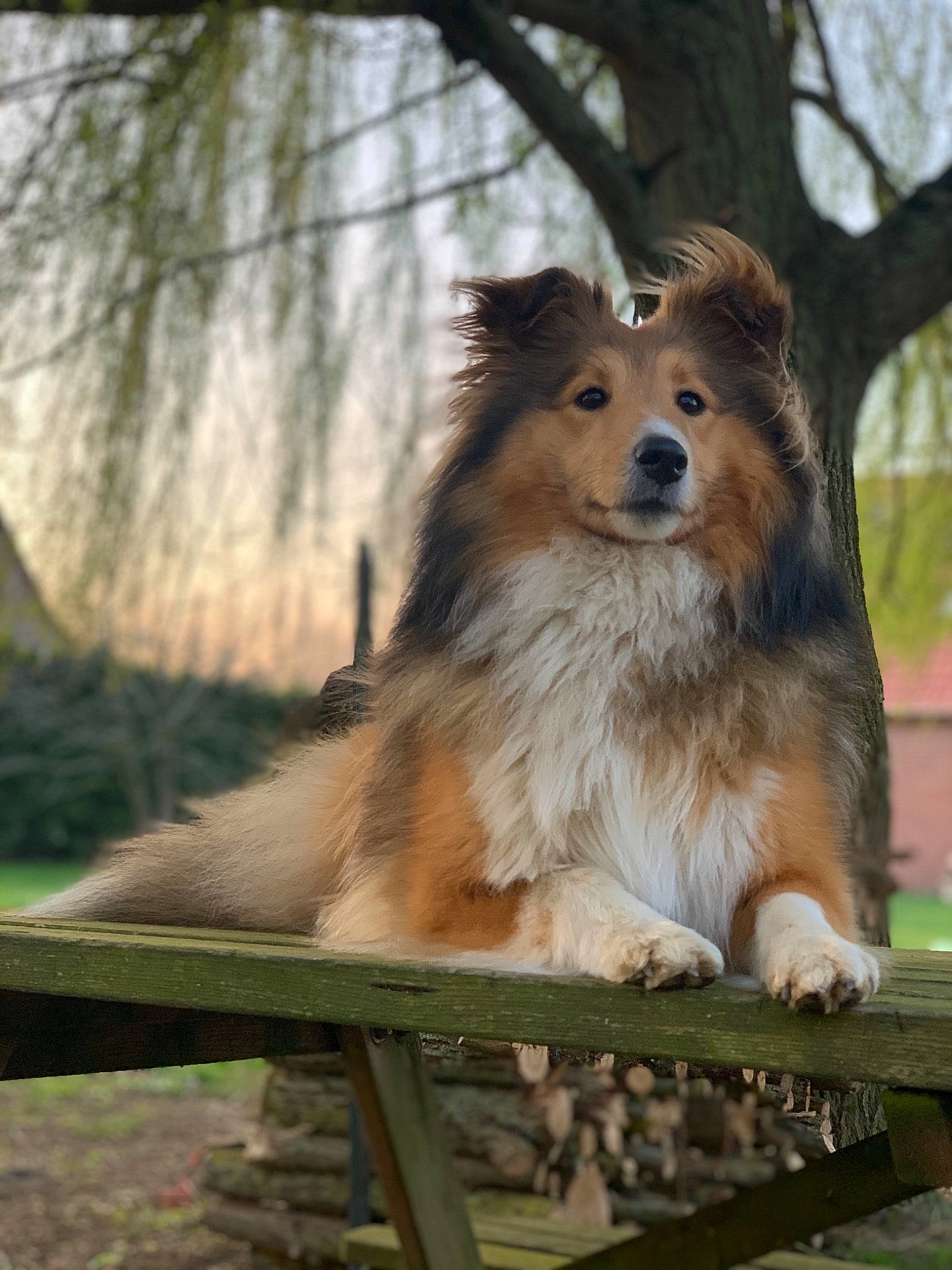 Obelle participe au concours pour gagner de l'argent avec cette photo : canidae, carnivore, collie, companion_dog, dog, dog_breed, elo, fawn, german_spitz, herding_dog, mammal, pomeranian, rough_collie, scotch_collie, shetland_sheepdog, vertebrate