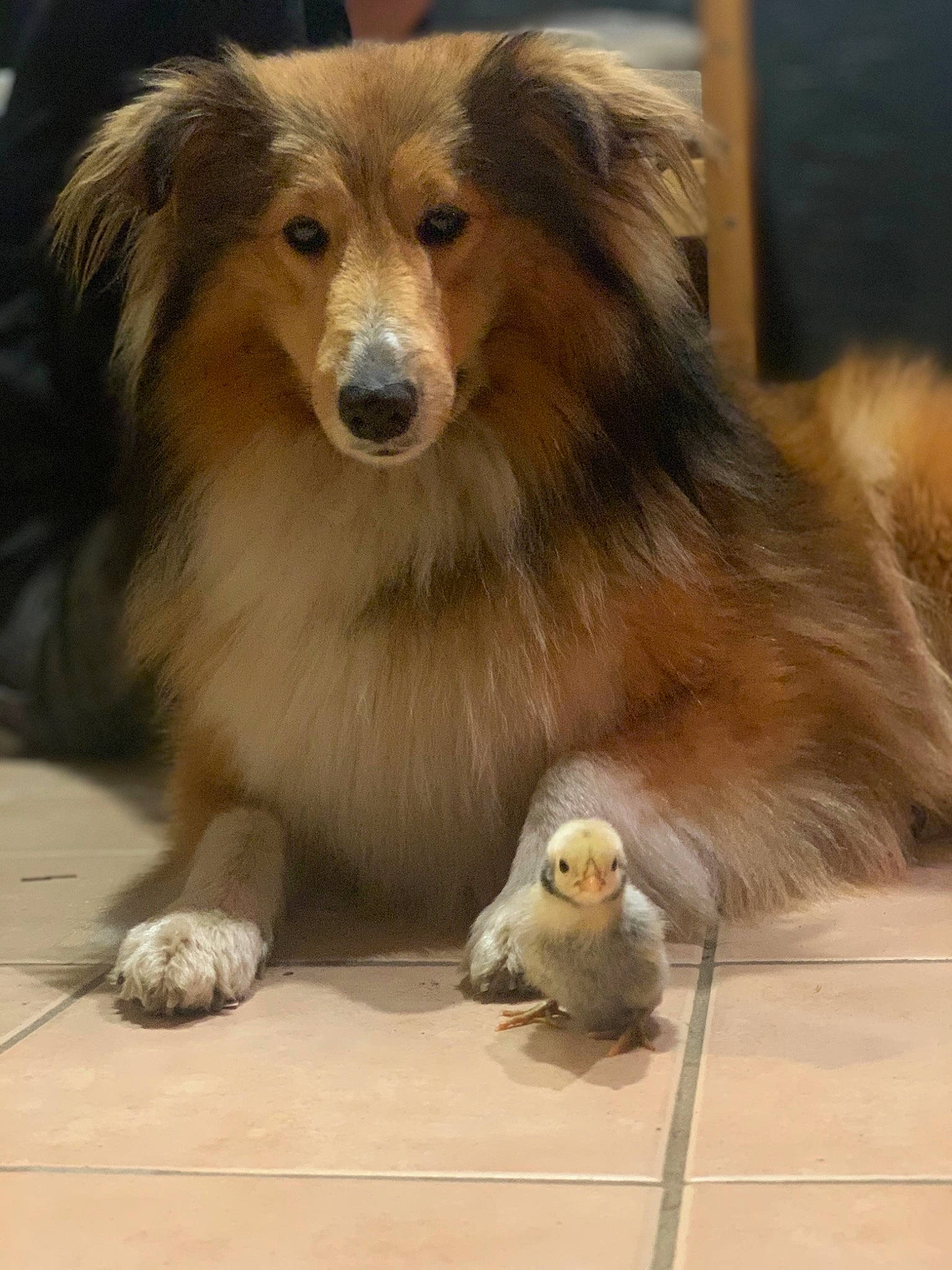 Obelle a rejoint le concours — aidez-le/la à gagner de superbes lots ! ancient_dog_breeds, australian_collie, australian_shepherd, canidae, carnivore, collie, companion_dog, dog, dog_breed, fawn, fur, mammal, rough_collie, scotch_collie, shetland_sheepdog, small_greek_domestic_dog, snout, sporting_group, vertebrate, whiskers