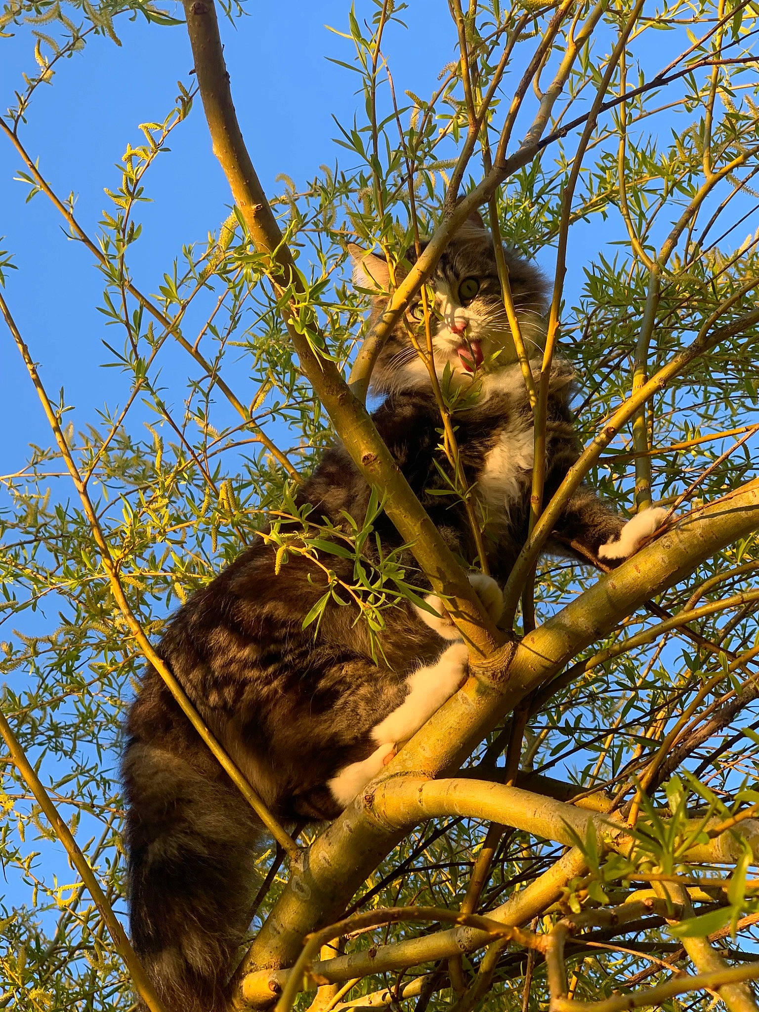Pepito participe au concours pour gagner de l'argent avec cette photo : branch, plant, tree, twig, woody_plant
