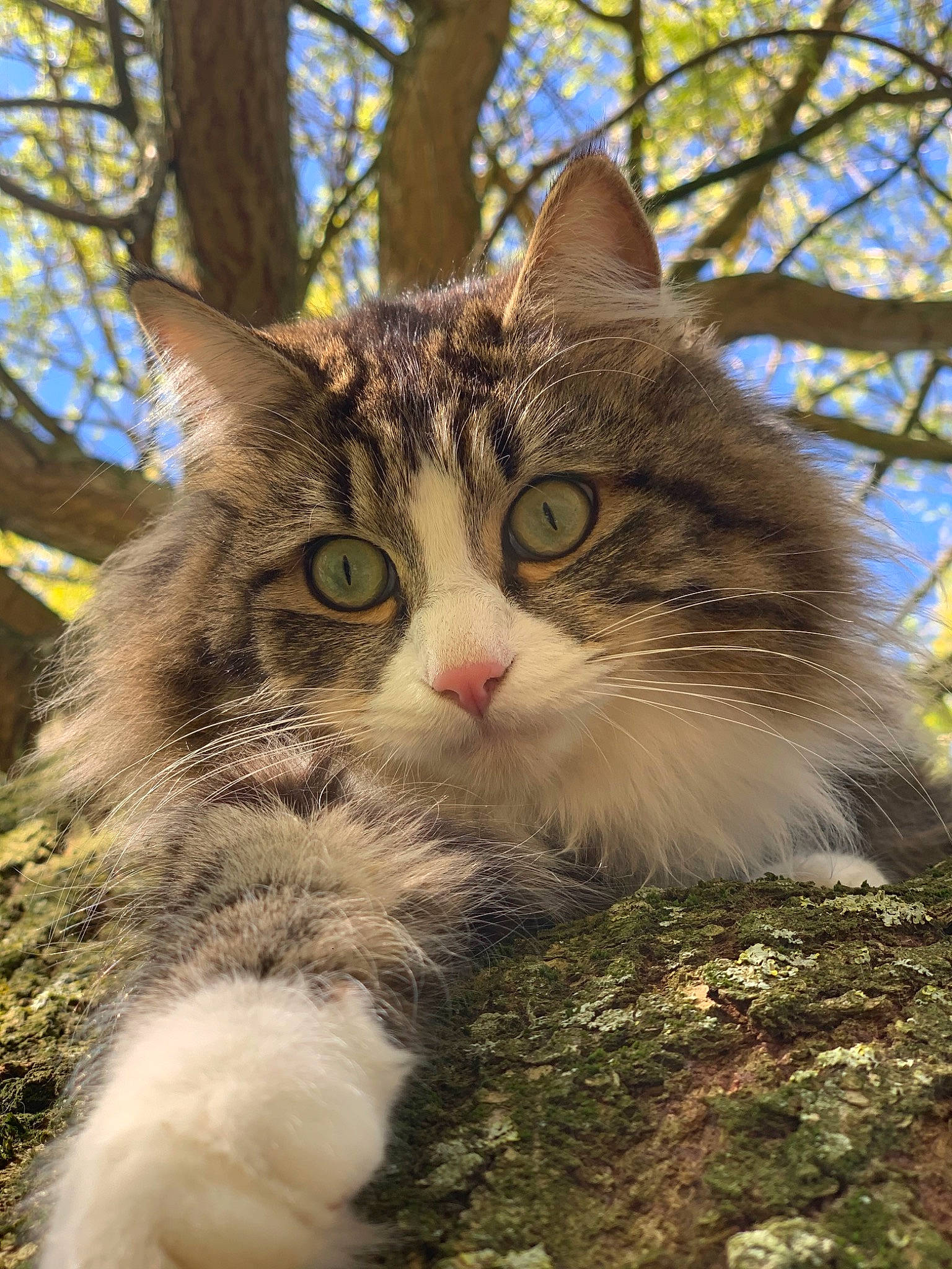 Pepito a rejoint le concours — aidez-le/la à gagner de superbes lots ! aegean_cat, carnivore, cat, domestic_long_haired_cat, domestic_short_haired_cat, european_shorthair, felidae, fur, maine_coon, mammal, norwegian_forest_cat, plant, siberian, small_to_medium_sized_cats, snout, tabby_cat, tree, whiskers, wild_cat, wildlife