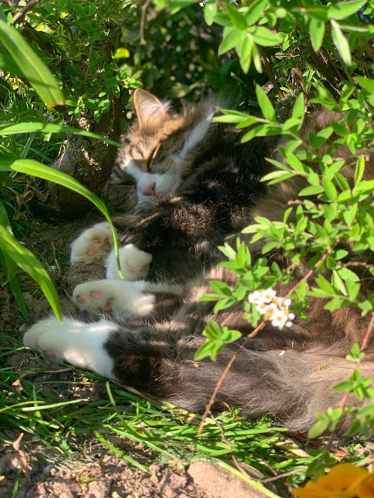 Pepito participe au concours pour gagner de l'argent avec cette photo : aegean_cat, botany, carnivore, cat, domestic_short_haired_cat, european_shorthair, fawn, felidae, grass, grass_family, kitten, organism, plant, polydactyl_cat, small_to_medium_sized_cats, tail, whiskers, wild_cat, wildlife