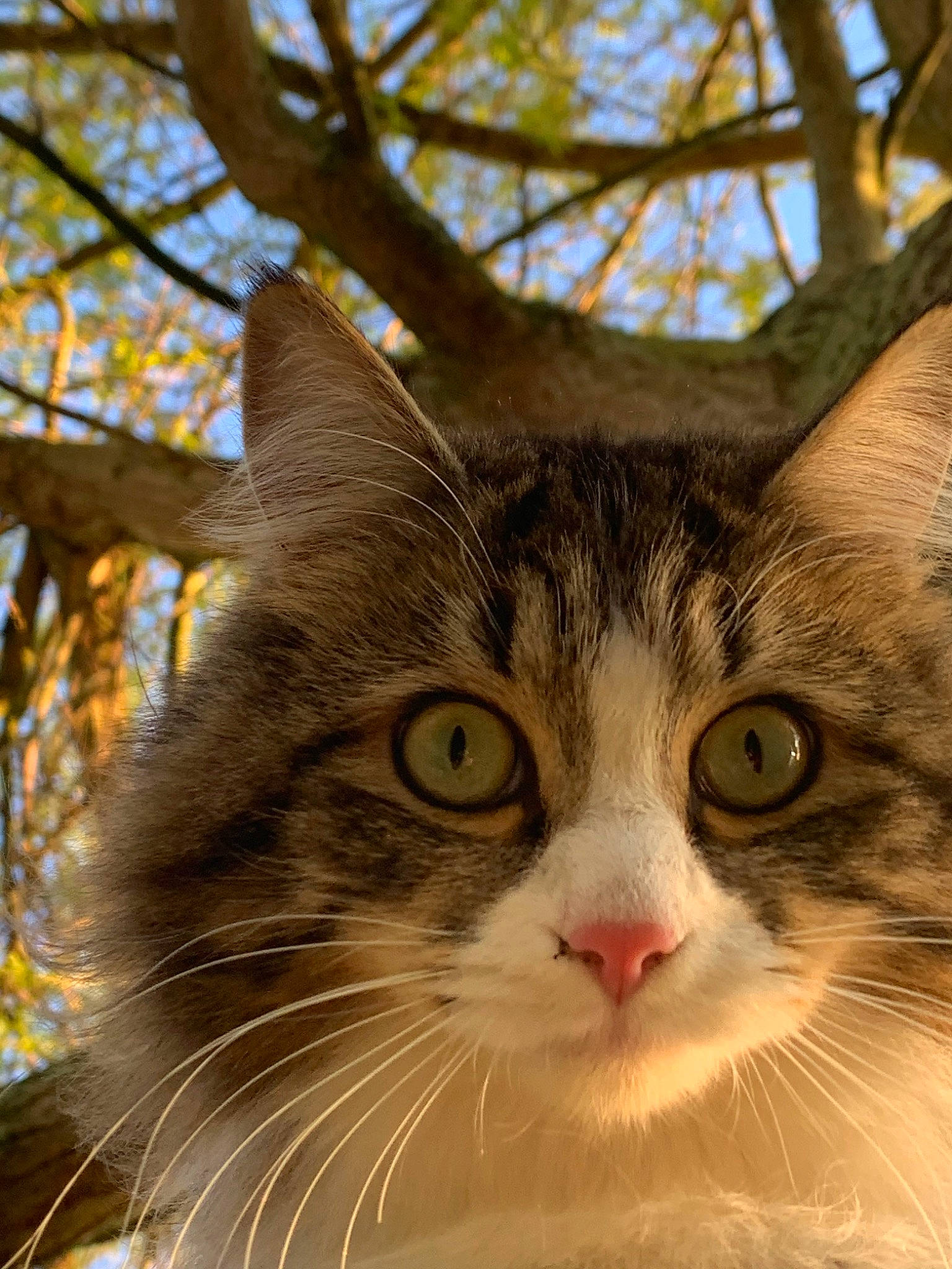 Pepito a rejoint le concours — aidez-le/la à gagner de superbes lots ! aegean_cat, american_wirehair, carnivore, cat, domestic_long_haired_cat, domestic_short_haired_cat, european_shorthair, eye, felidae, fur, maine_coon, mammal, norwegian_forest_cat, siberian, small_to_medium_sized_cats, snout, tabby_cat, tree, vertebrate, whiskers