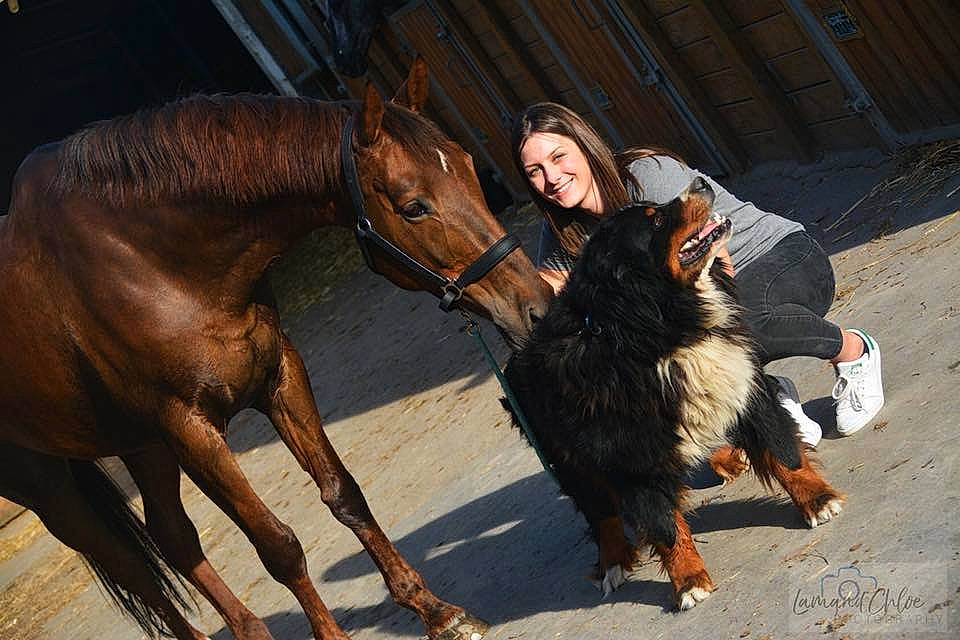 Baloo a rejoint le concours — aidez-le/la à gagner de superbes lots ! canidae, dog_breed, guard_dog, horse, mammal, mare, stallion, vertebrate