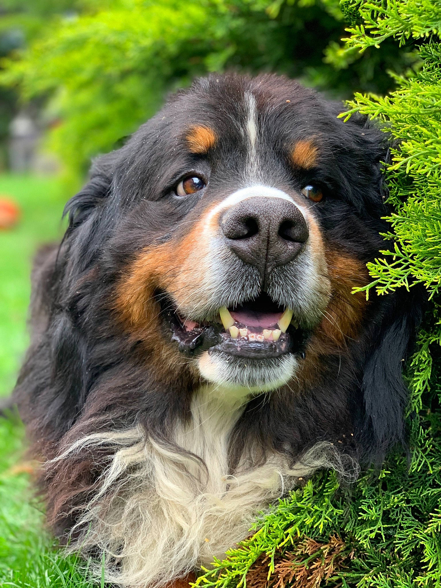 Baloo a rejoint le concours — aidez-le/la à gagner de superbes lots ! ancient_dog_breeds, australian_shepherd, bernese_mountain_dog, canidae, carnivore, companion_dog, dog, dog_breed, english_shepherd, giant_dog_breed, grass, mammal, plant, pyrenean_mastiff, rare_breed_dog, snout, sporting_group, vertebrate, working_dog