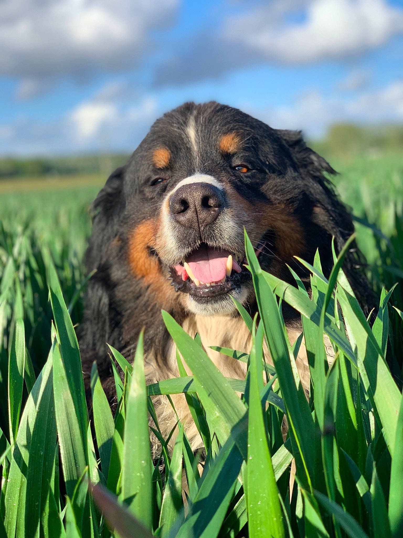 Baloo a rejoint le concours — aidez-le/la à gagner de superbes lots ! canidae, carnivore, companion_dog, dog, dog_breed, english_shepherd, grass, hunting_dog, mammal, plant, sporting_group, vertebrate