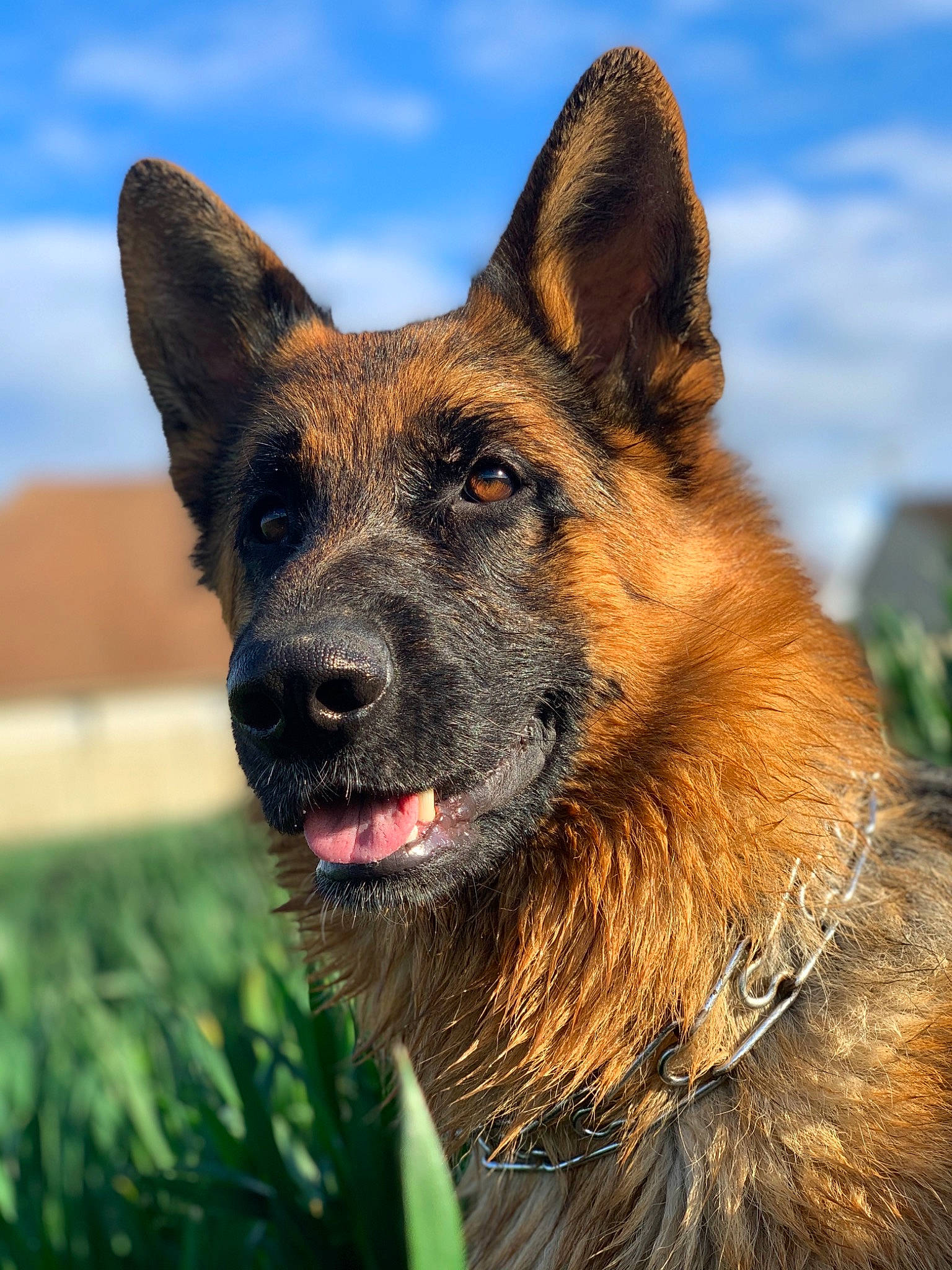 Pepsi participe au concours pour gagner de l'argent avec cette photo : belgian_shepherd, belgian_shepherd_malinois, bohemian_shepherd, canidae, carnivore, dog, dog_breed, dutch_shepherd_dog, east_european_shepherd, fawn, german_shepherd_dog, king_shepherd, kunming_wolfdog, mammal, old_german_shepherd_dog, rare_breed_dog, shiloh_shepherd_dog, snout, tervuren, vertebrate