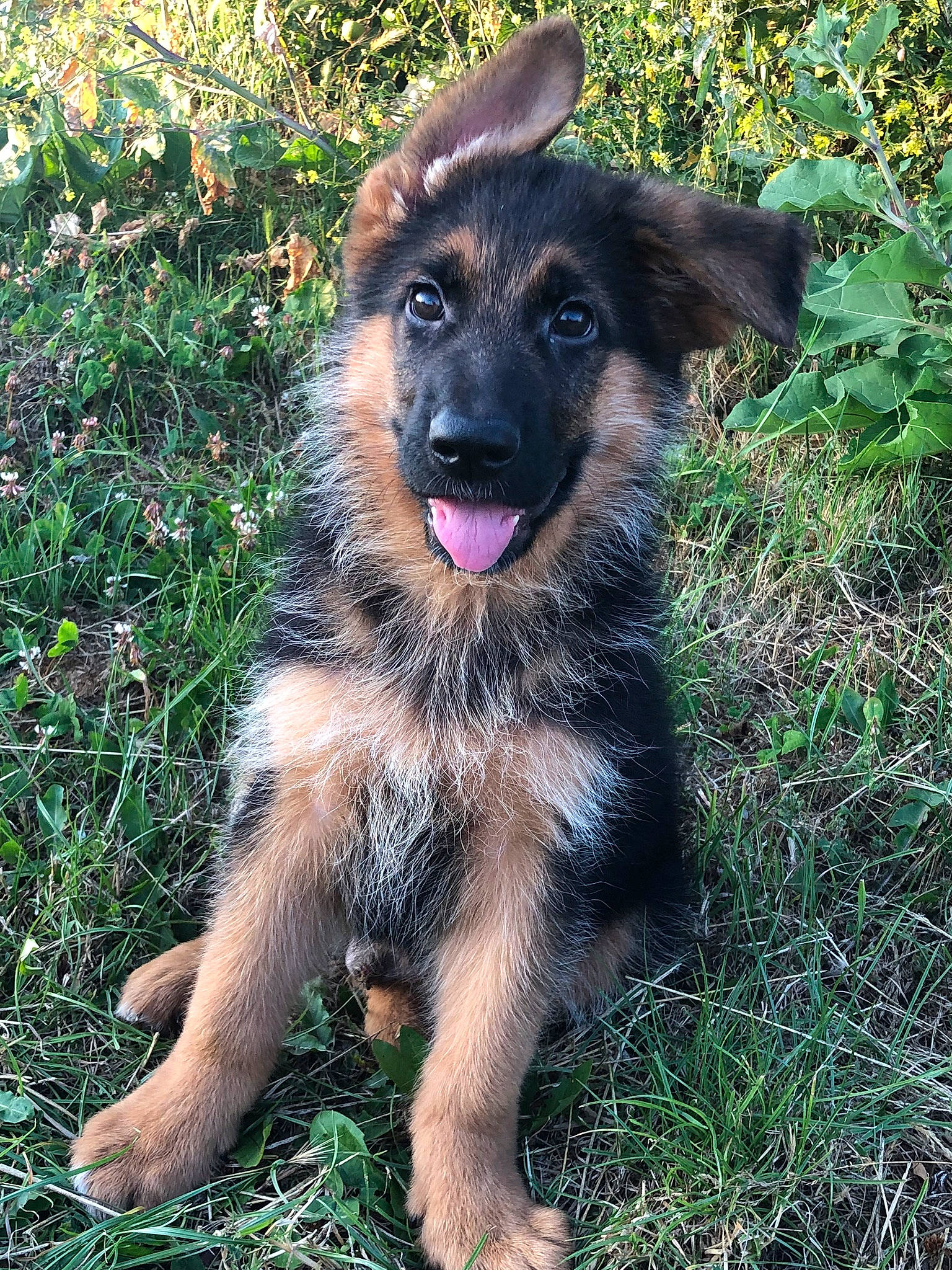 Pepsi participe au concours pour gagner de l'argent avec cette photo : bohemian_shepherd, canidae, carnivore, dog, dog_breed, east_european_shepherd, german_shepherd_dog, herding_dog, king_shepherd, mammal, old_german_shepherd_dog, puppy, rare_breed_dog, shiloh_shepherd_dog, sporting_group, vertebrate