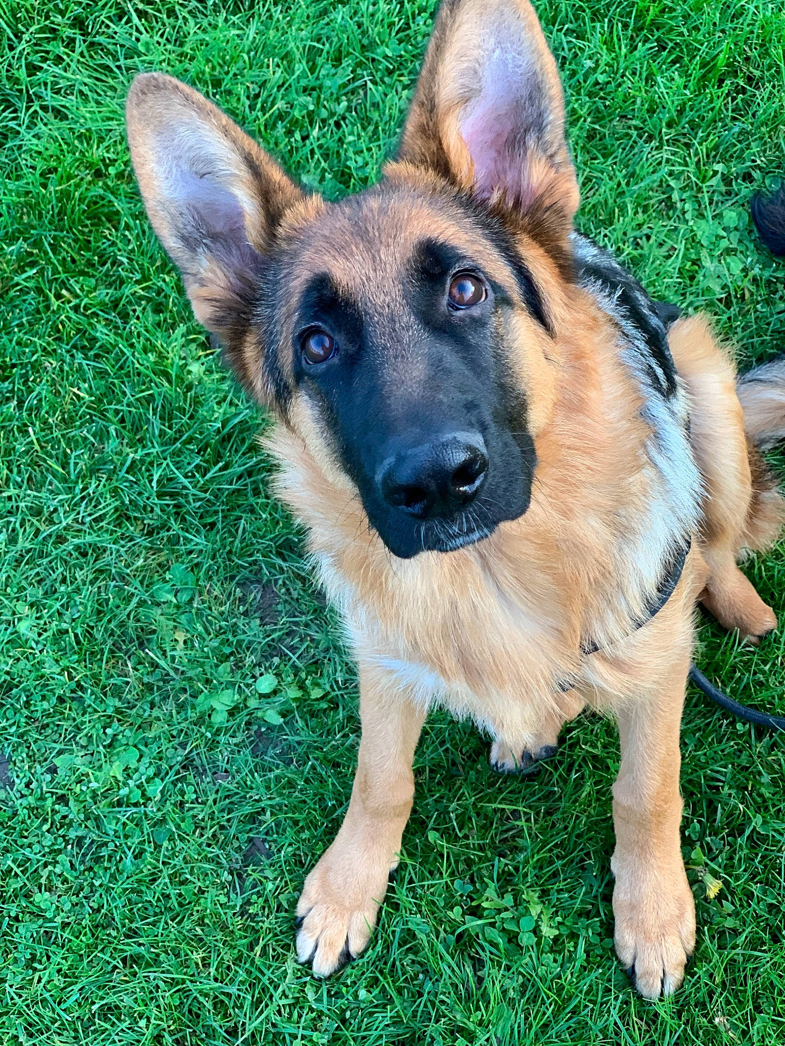 Pepsi participe au concours pour gagner de l'argent avec cette photo : canidae, carnivore, dog, dog_breed, east_european_shepherd, fawn, german_shepherd_dog, grass, king_shepherd, kunming_wolfdog, mammal, old_german_shepherd_dog, rare_breed_dog, shiloh_shepherd_dog, snout, vertebrate, working_dog