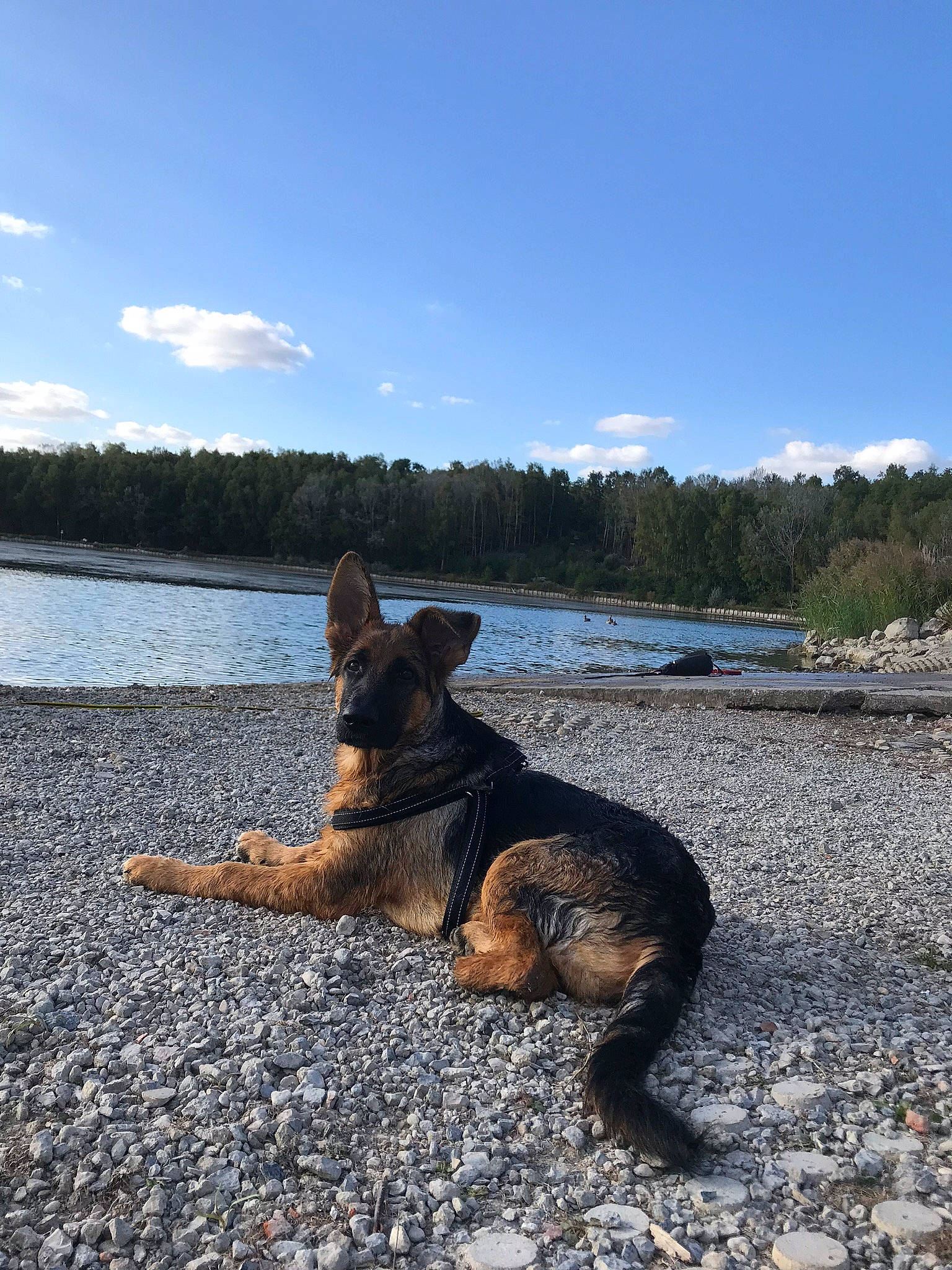 Pepsi participe au concours pour gagner de l'argent avec cette photo : canidae, canis, carnivore, coast, dog, dog_breed, east_european_shepherd, german_shepherd_dog, herding_dog, king_shepherd, lake, old_german_shepherd_dog, river, sea, sky, tree, vacation, wood, working_dog