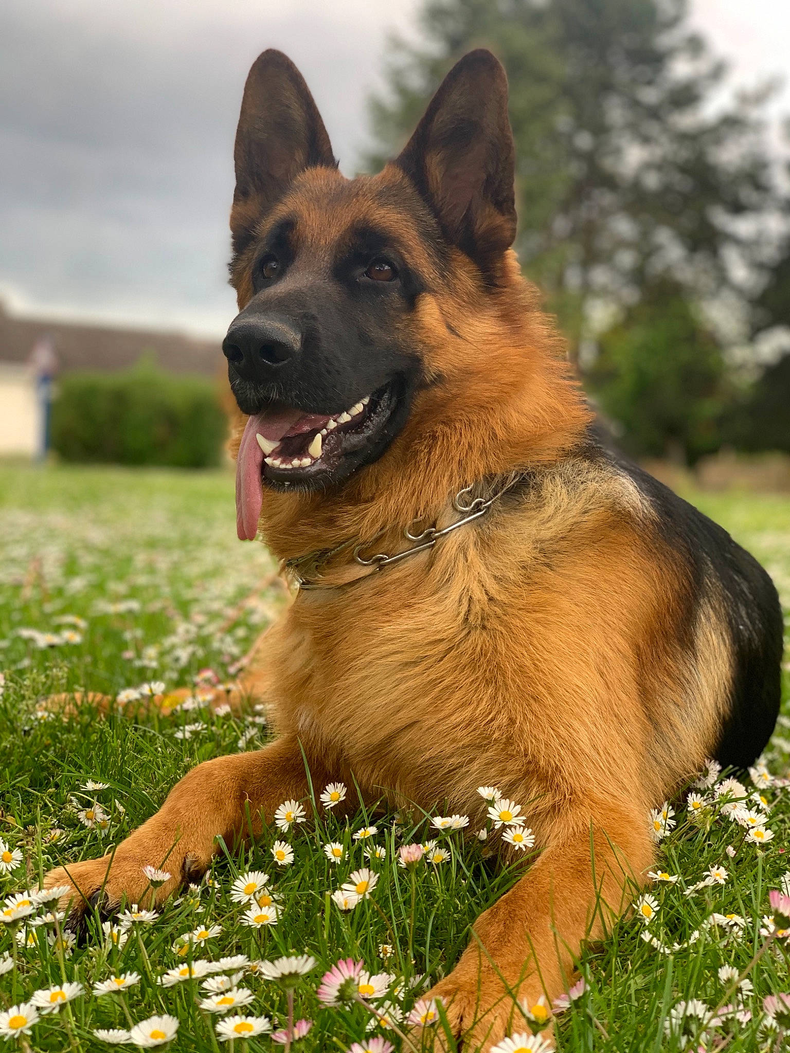 Pepsi a rejoint le concours — aidez-le/la à gagner de superbes lots ! belgian_shepherd, belgian_shepherd_malinois, bohemian_shepherd, canidae, carnivore, dog, dog_breed, east_european_shepherd, fawn, flower, german_shepherd_dog, king_shepherd, kunming_wolfdog, mammal, old_german_shepherd_dog, plant, rare_breed_dog, shiloh_shepherd_dog, vertebrate, working_dog