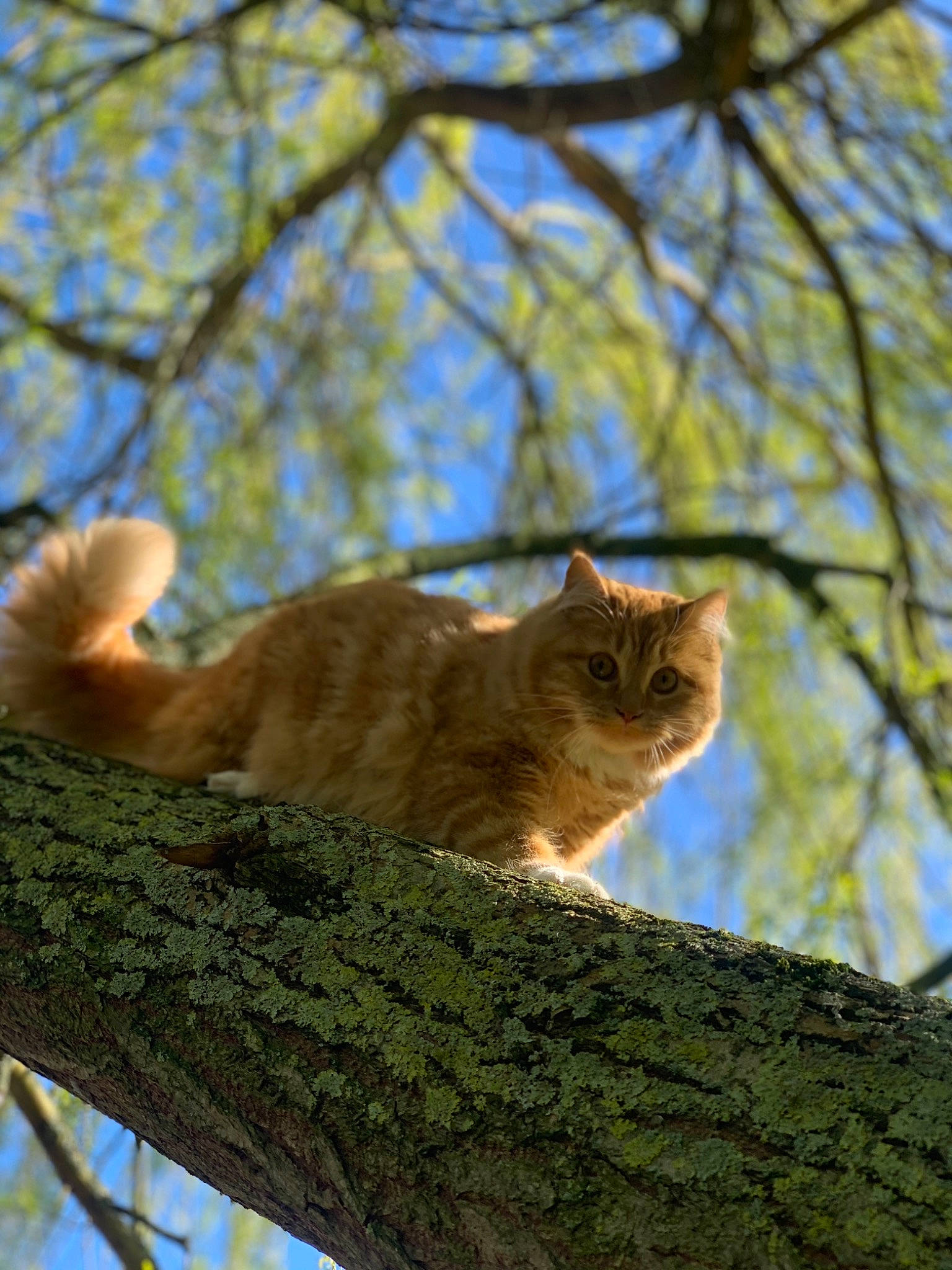 Garfield a rejoint le concours — aidez-le/la à gagner de superbes lots ! branch, carnivore, cat, domestic_short_haired_cat, european_shorthair, fawn, felidae, fur, plant, small_to_medium_sized_cats, sunlight, tabby_cat, tail, tree, trunk, whiskers, wild_cat, wildlife, wood