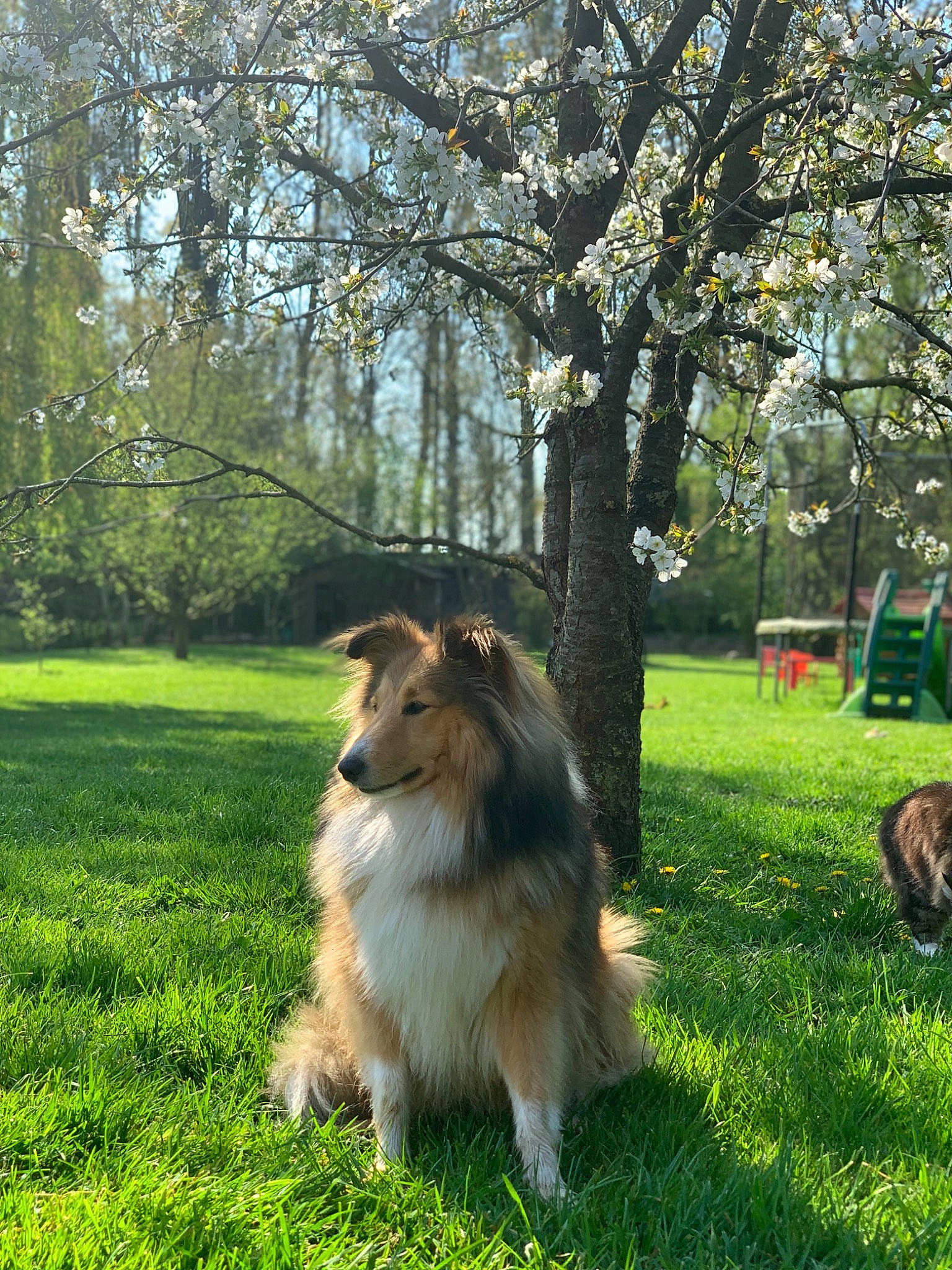 Garfield participe au concours pour gagner de l'argent avec cette photo : canidae, carnivore, collie, companion_dog, dog, dog_breed, grass, herding_dog, mammal, plant, rough_collie, scotch_collie, shetland_sheepdog, tree, vertebrate