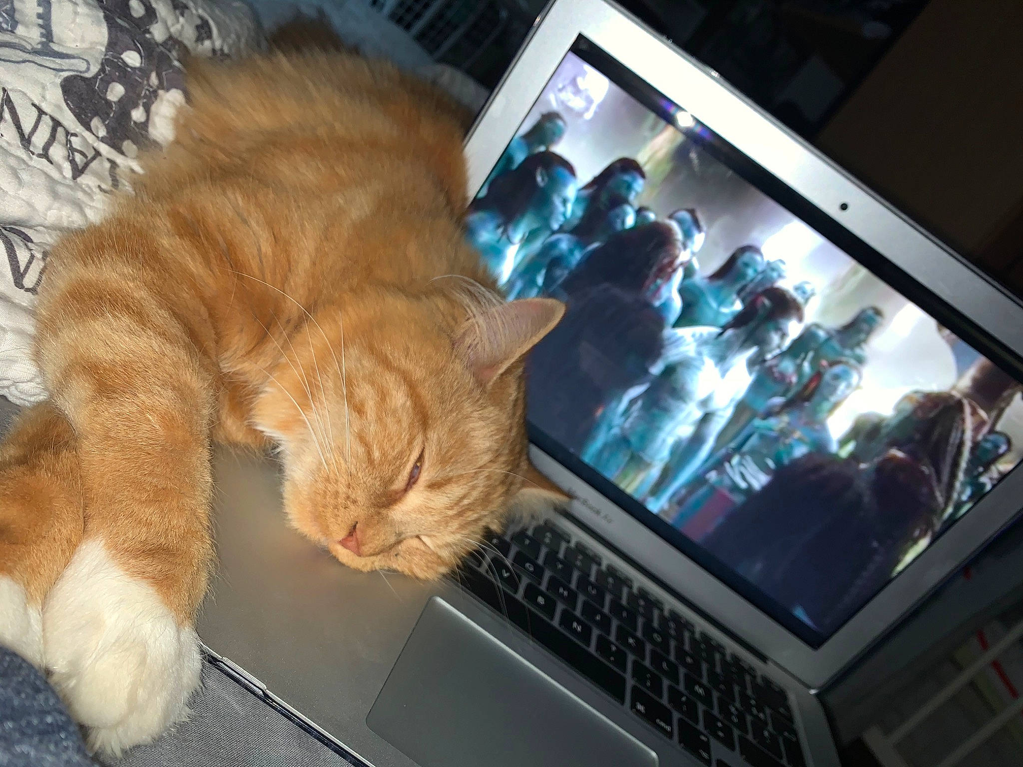 Garfield participe au concours pour gagner de l'argent avec cette photo : asian, carnivore, cat, domestic_short_haired_cat, electronic_device, european_shorthair, fawn, felidae, fur, german_rex, kitten, nap, paw, polydactyl_cat, small_to_medium_sized_cats, tabby_cat, technology, whiskers