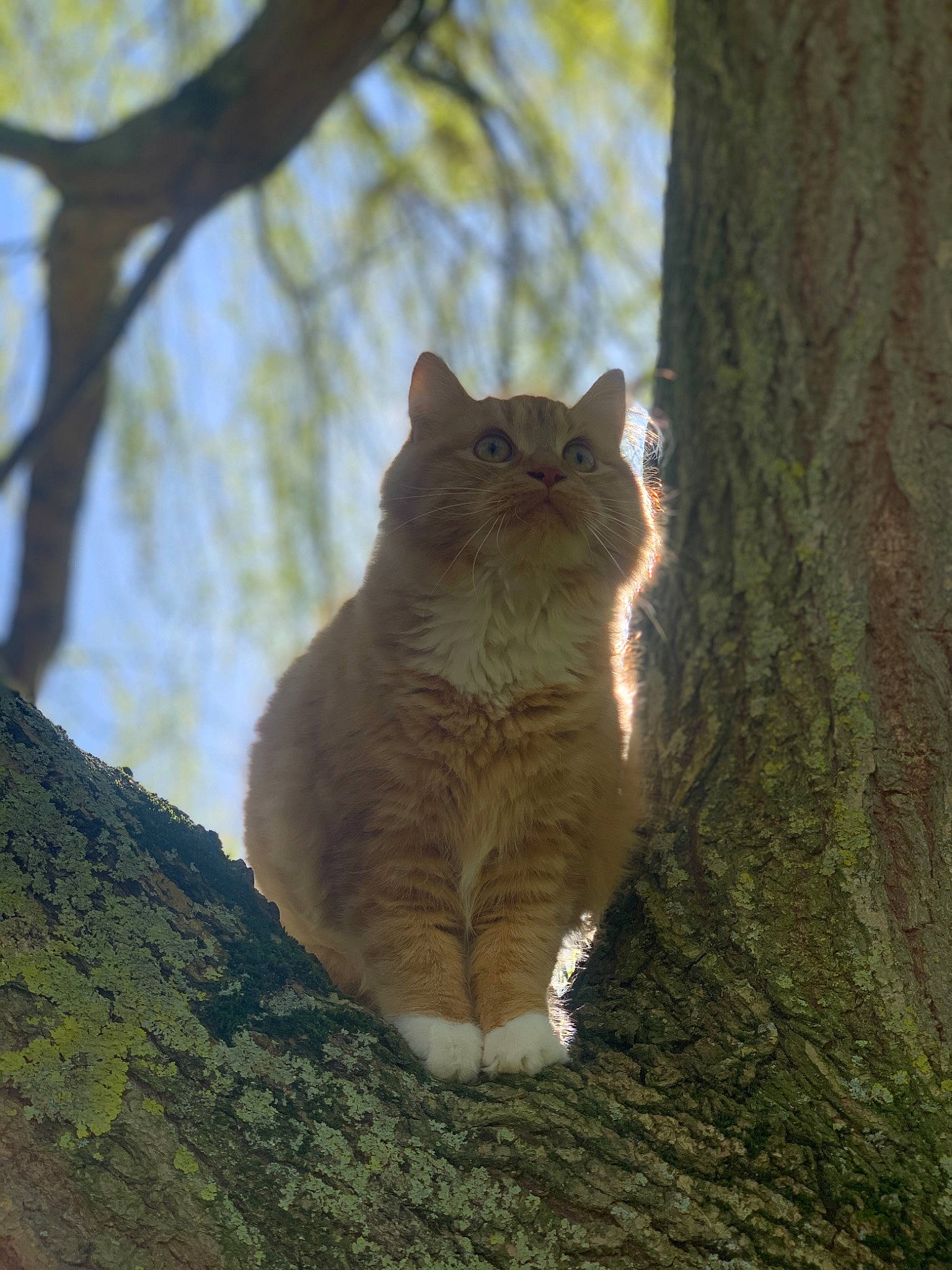 Garfield a rejoint le concours — aidez-le/la à gagner de superbes lots ! branch, british_semi_longhair, british_shorthair, carnivore, cat, domestic_short_haired_cat, fawn, felidae, fur, mammal, small_to_medium_sized_cats, snout, sunlight, tail, tree, trunk, whiskers, wild_cat, wildlife, wood